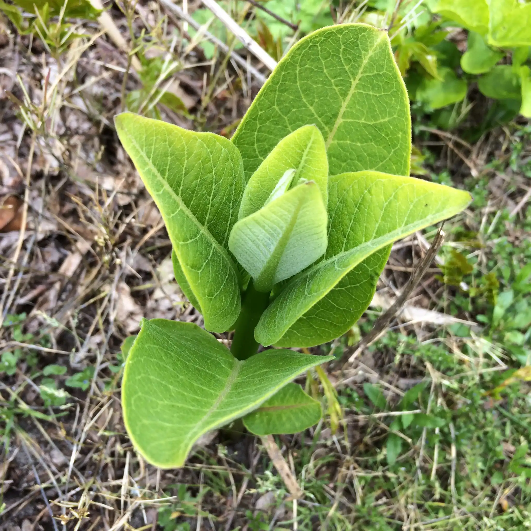 Common Milkweed