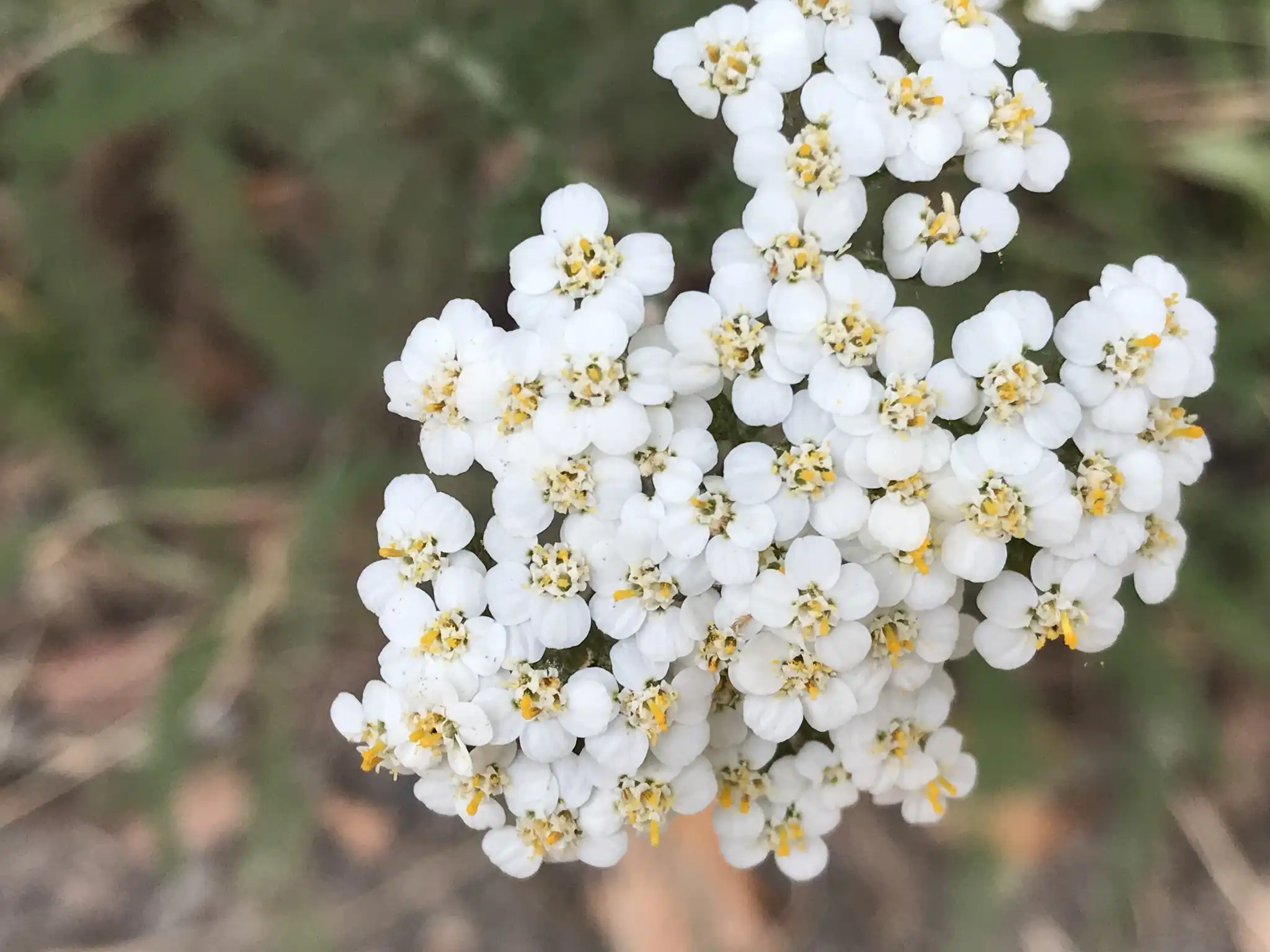 Common Yarrow