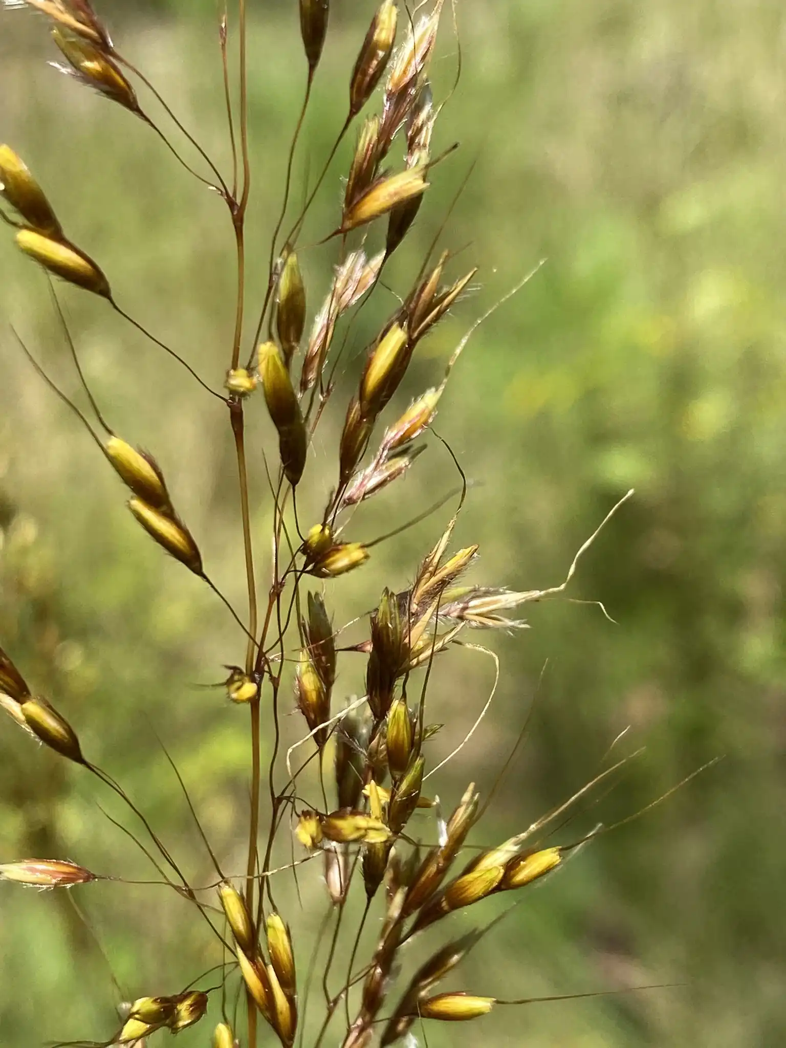 Indiangrass