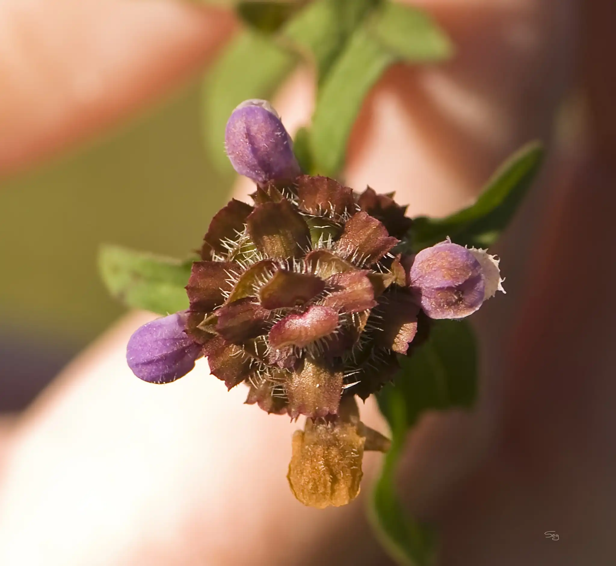 Self-heal, Heal-all