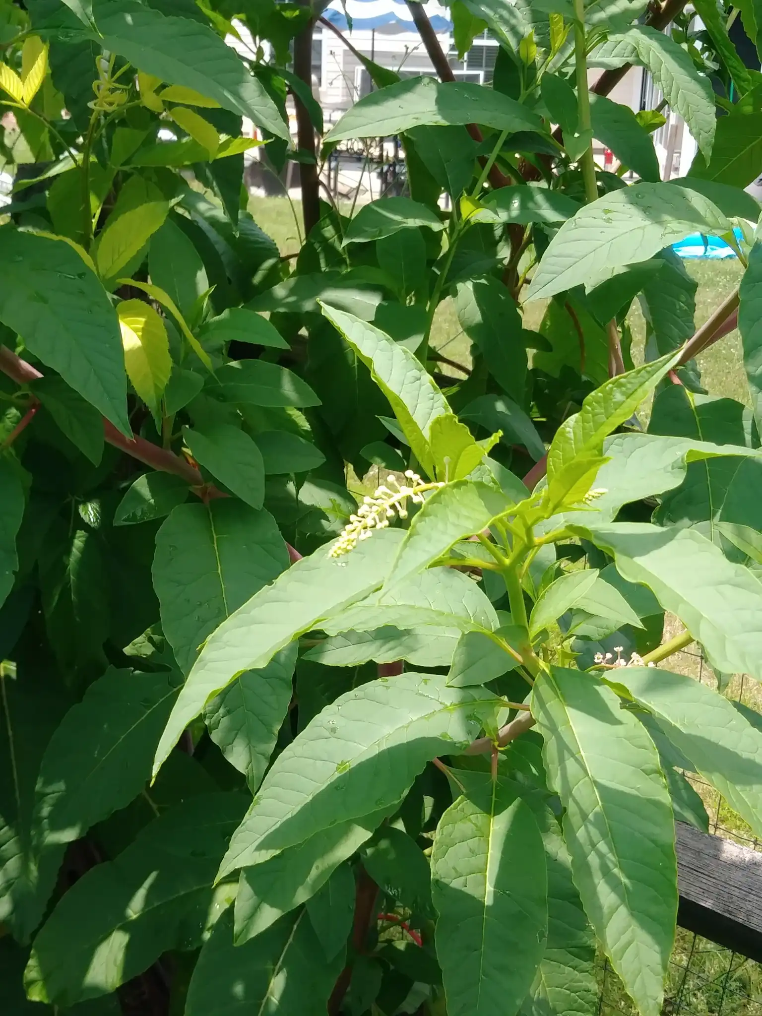 American Pokeweed