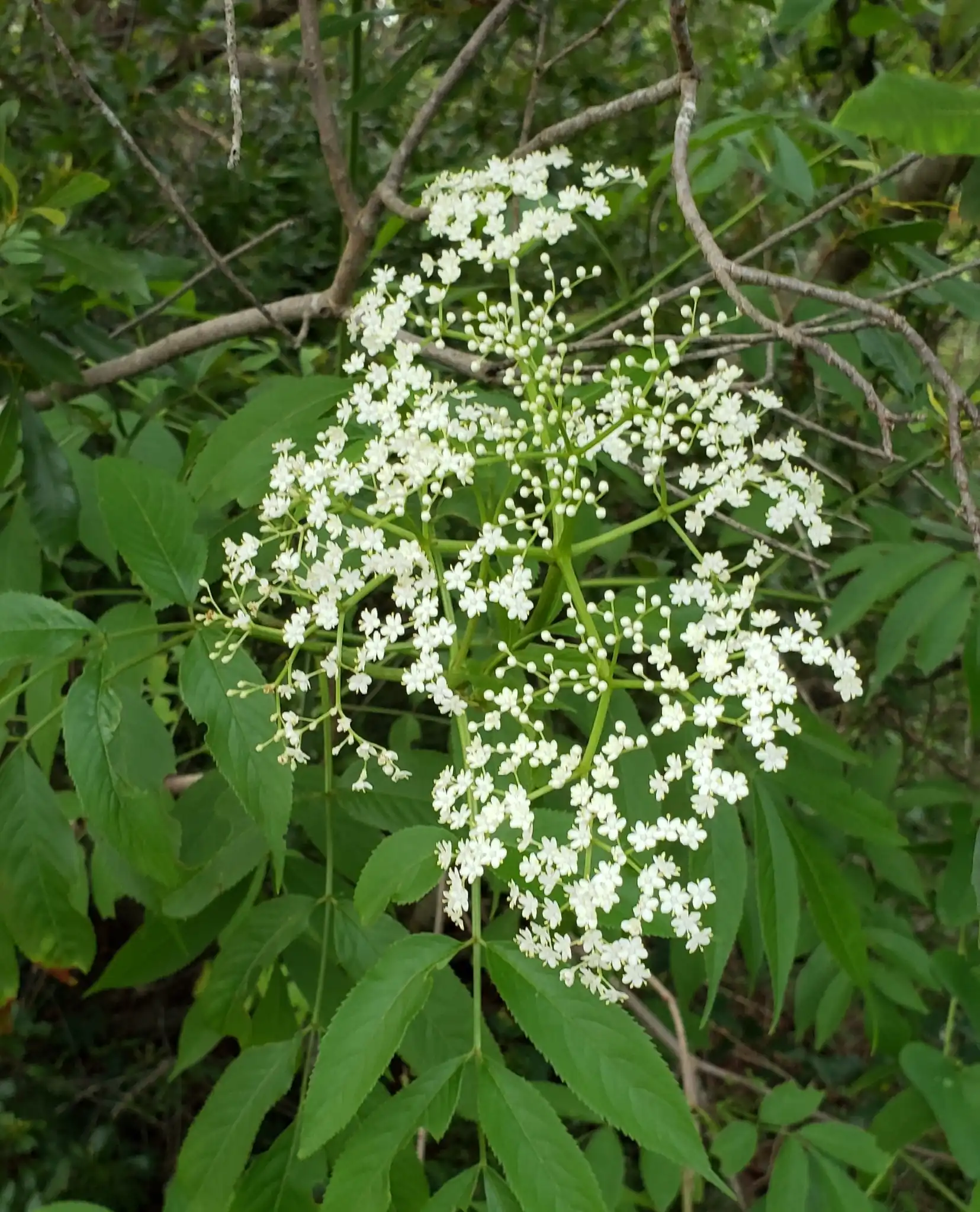 American Elderberry