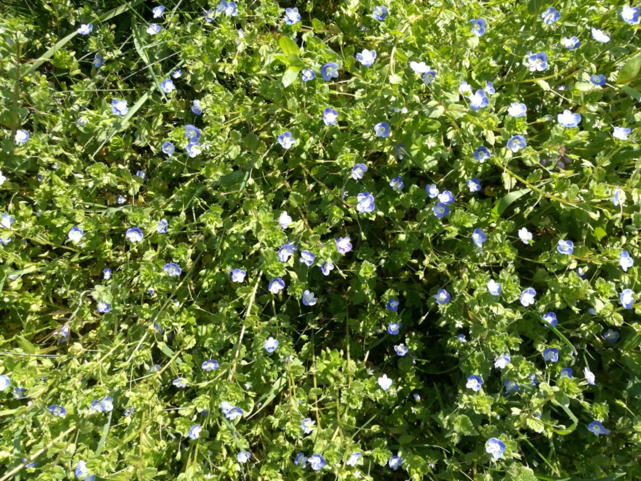 Persian Speedwell Speedwell