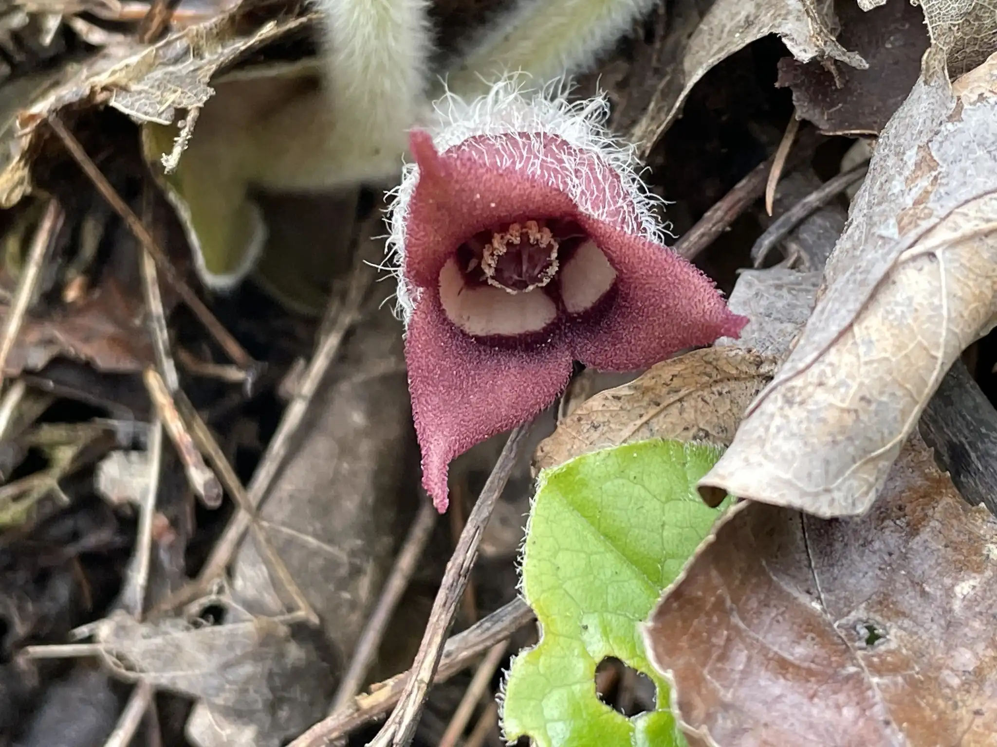 Canadian Wild Ginger