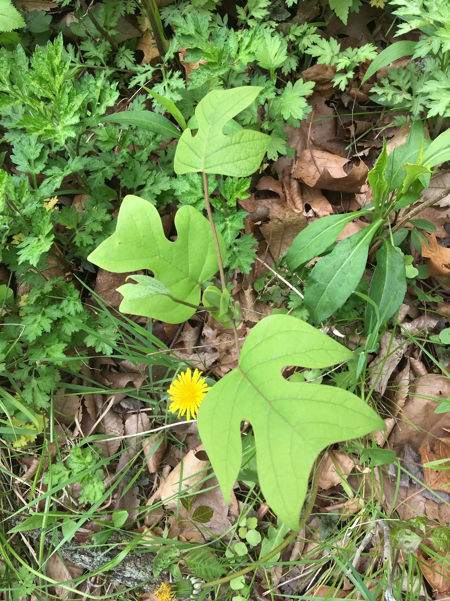 Tulip Poplar
