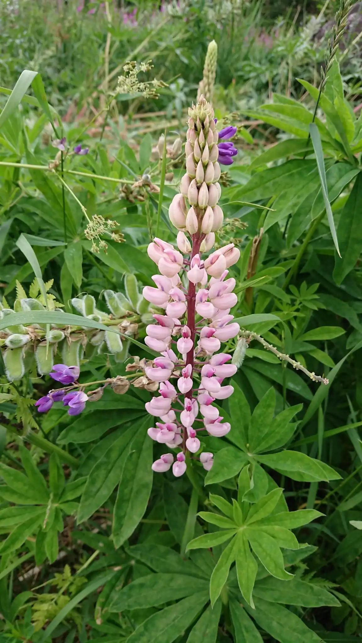 Bigleaf Lupine