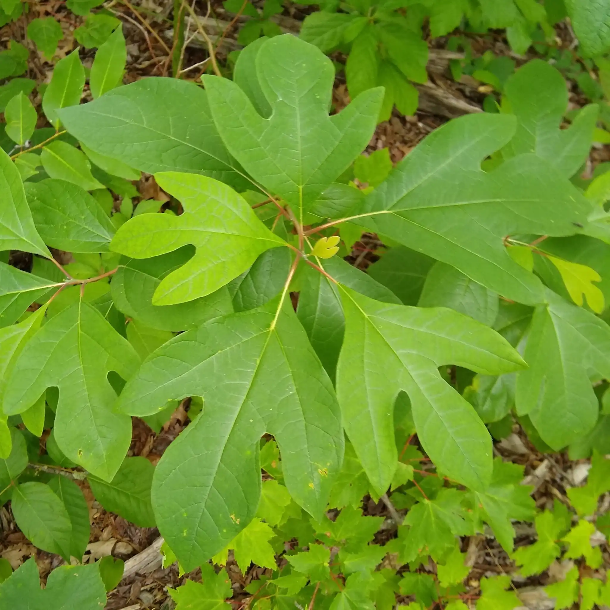 Sassafras