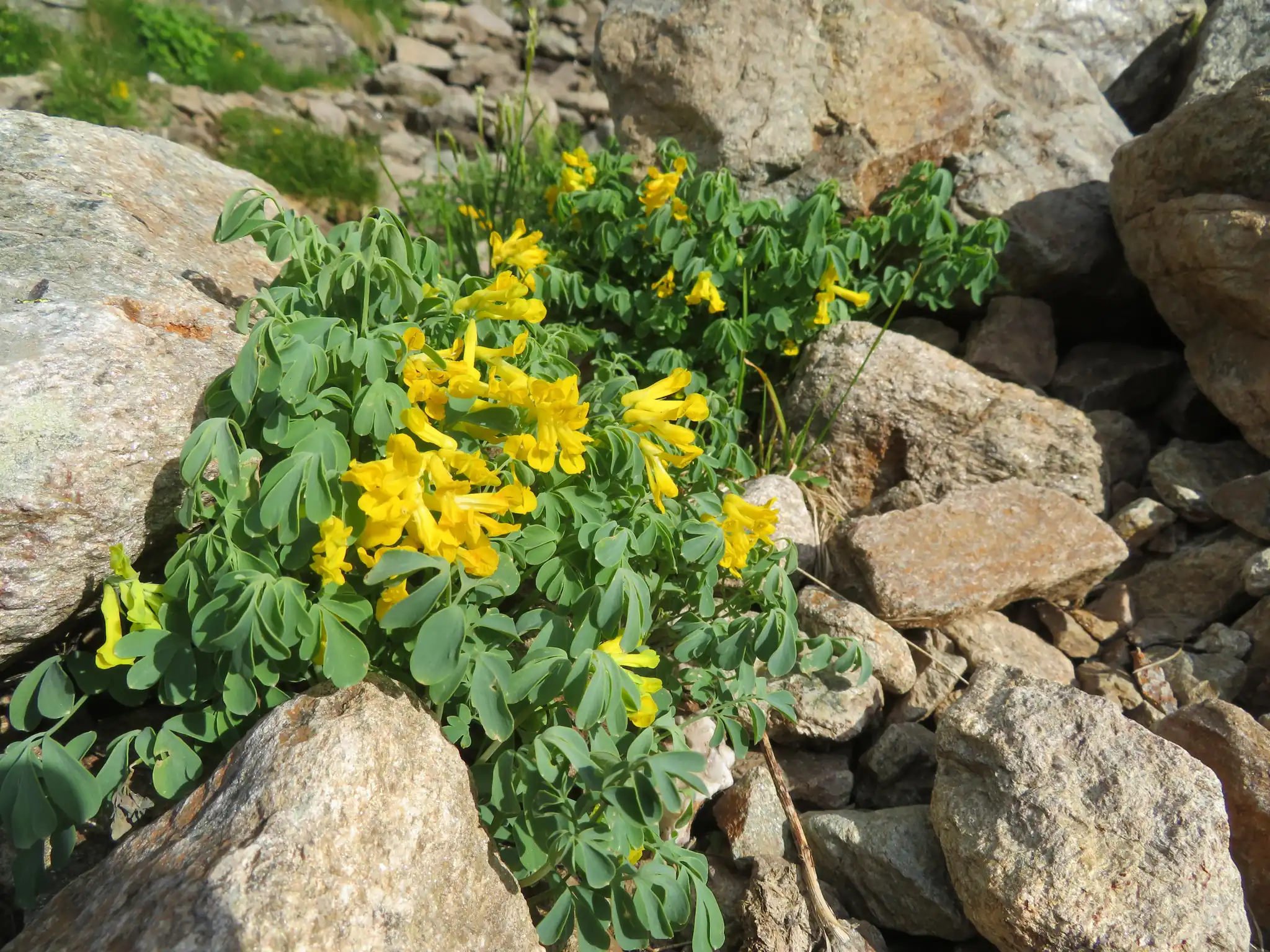 Yellow Corydalis
