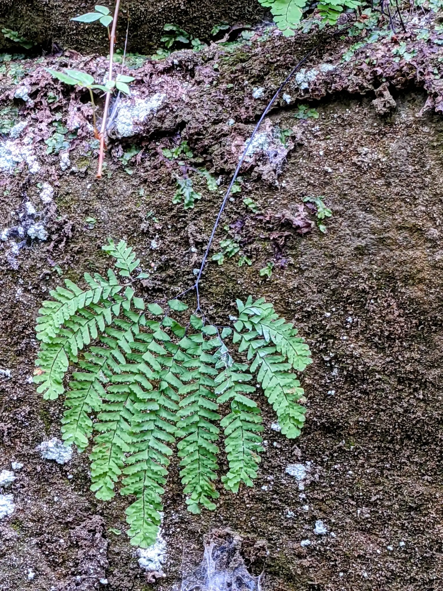 Northern Maidenhair Fern