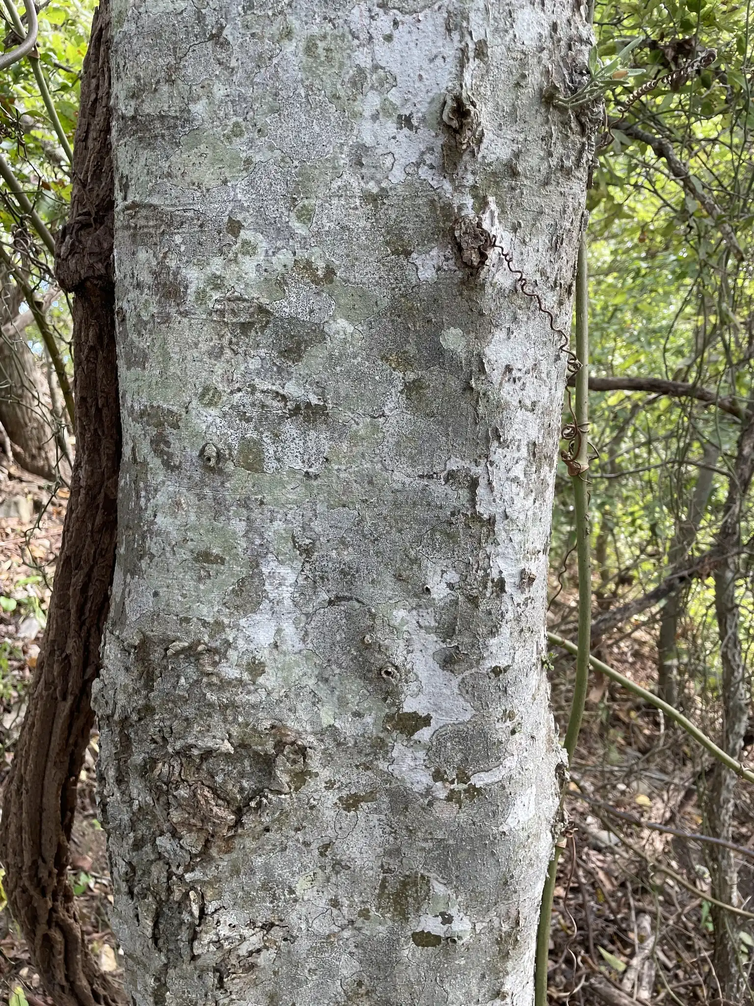 Sugar Hackberry