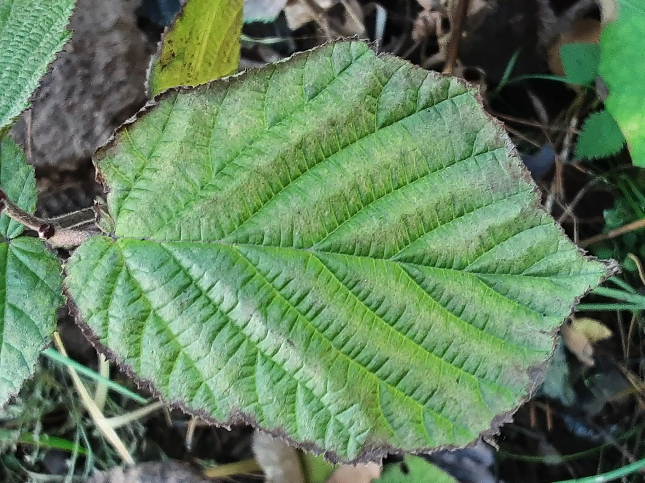 Common Hazel