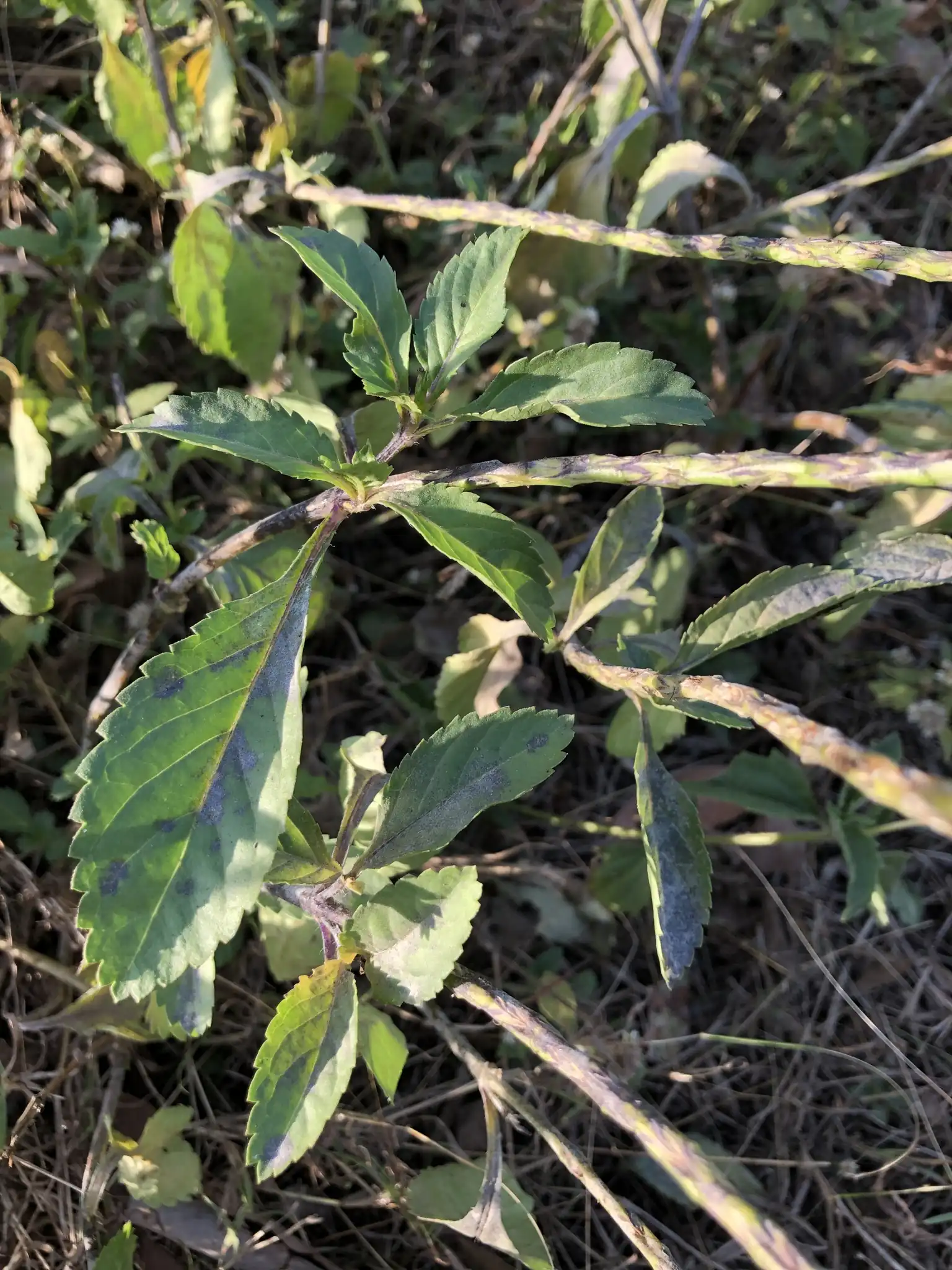 Blue Porterweed
