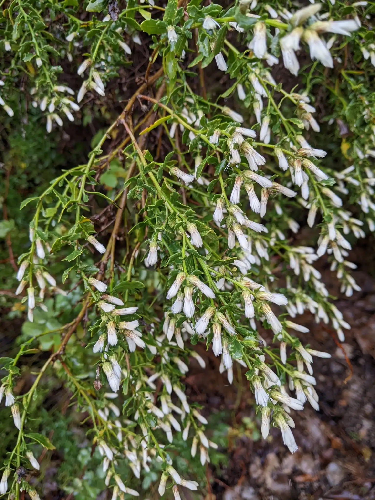Dwarf Coyote Bush