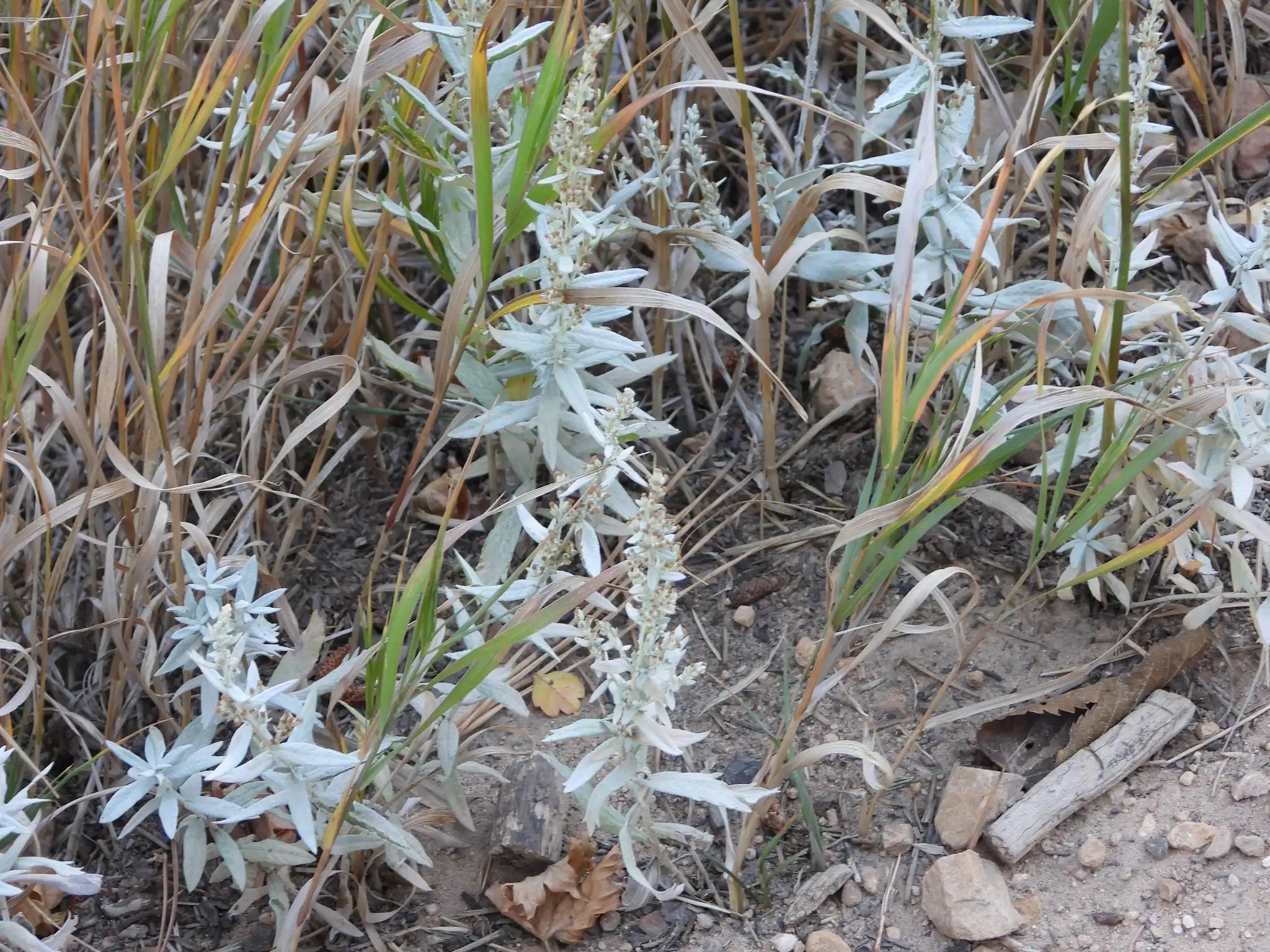 White Sagebrush