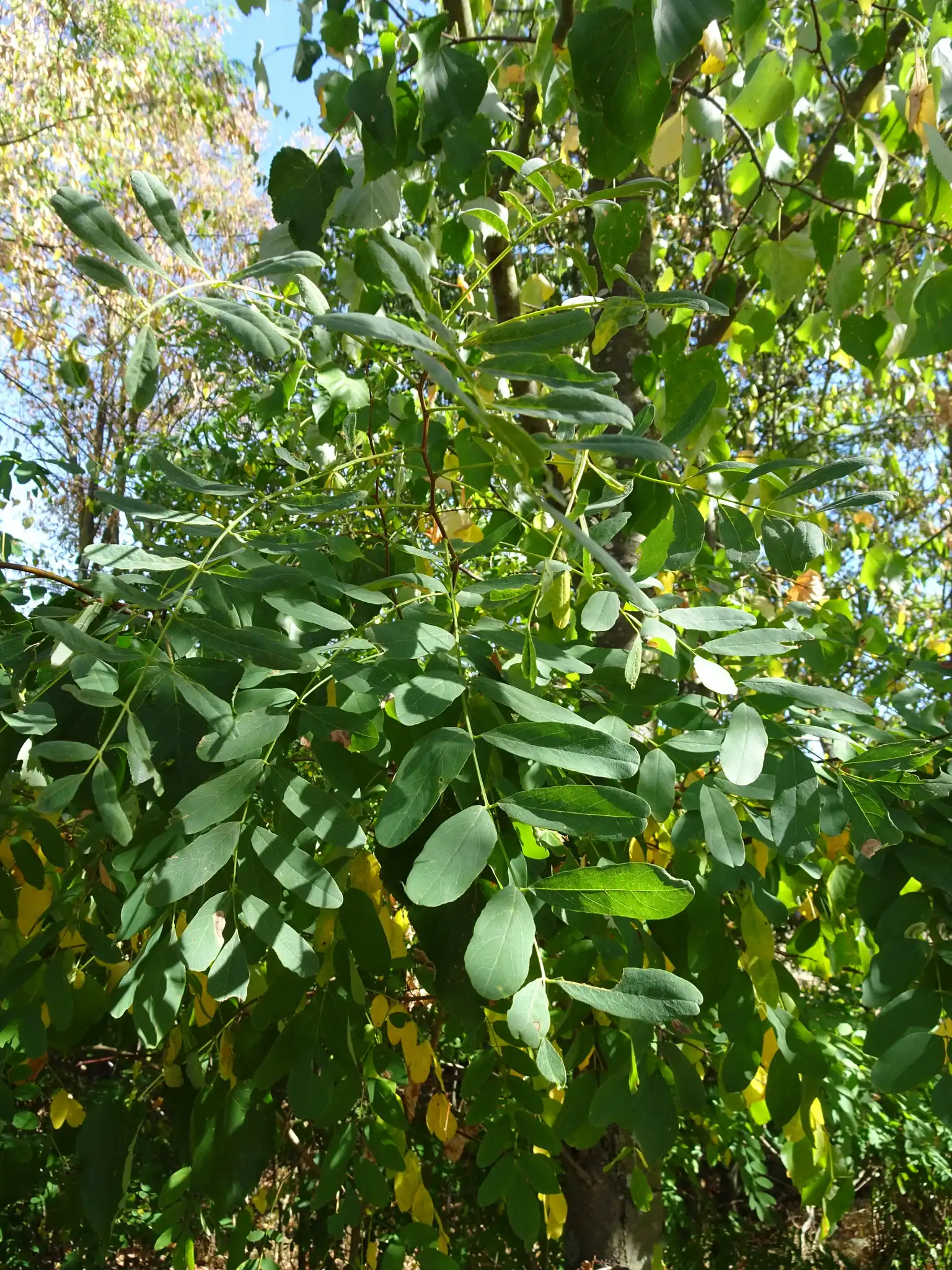 Black Locust
