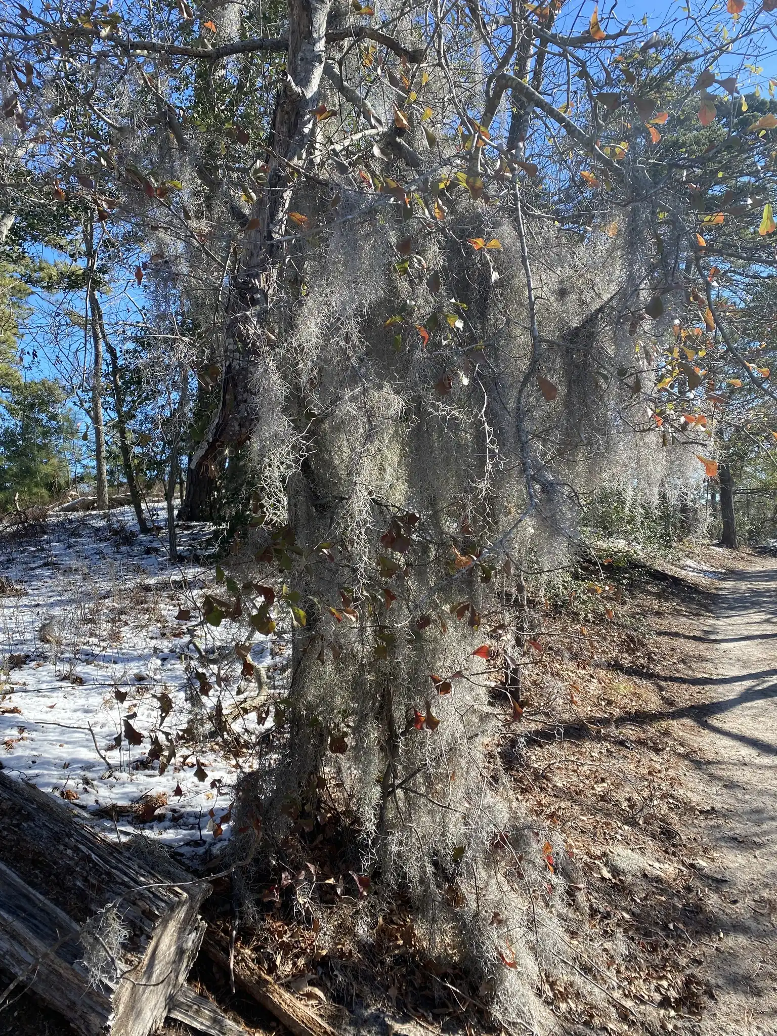 Water Oak