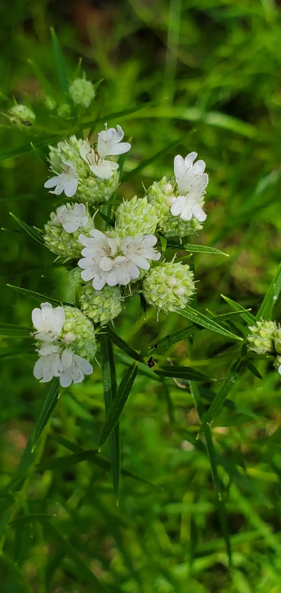 Thin-leaved Mountain Mint