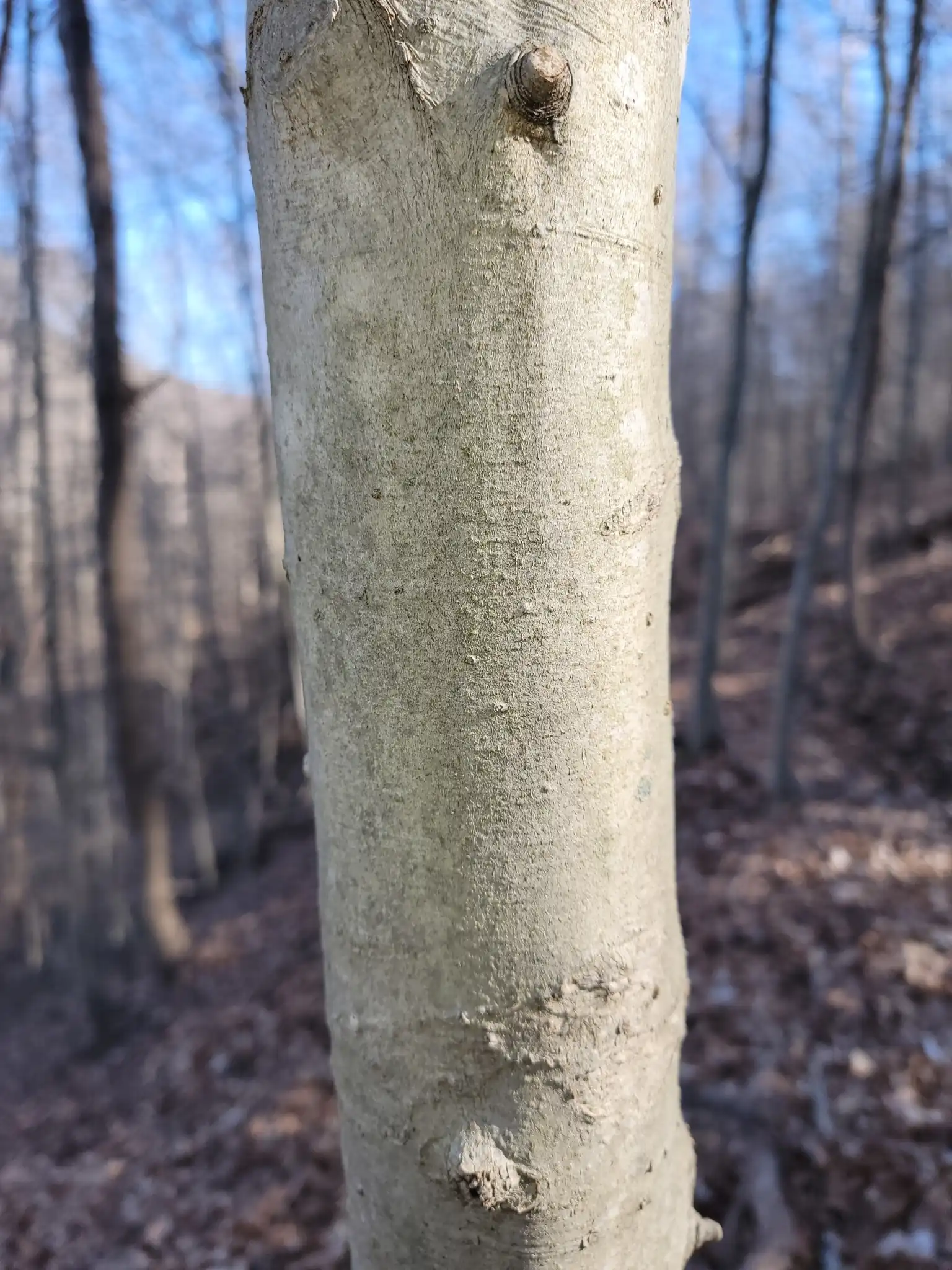 American Beech