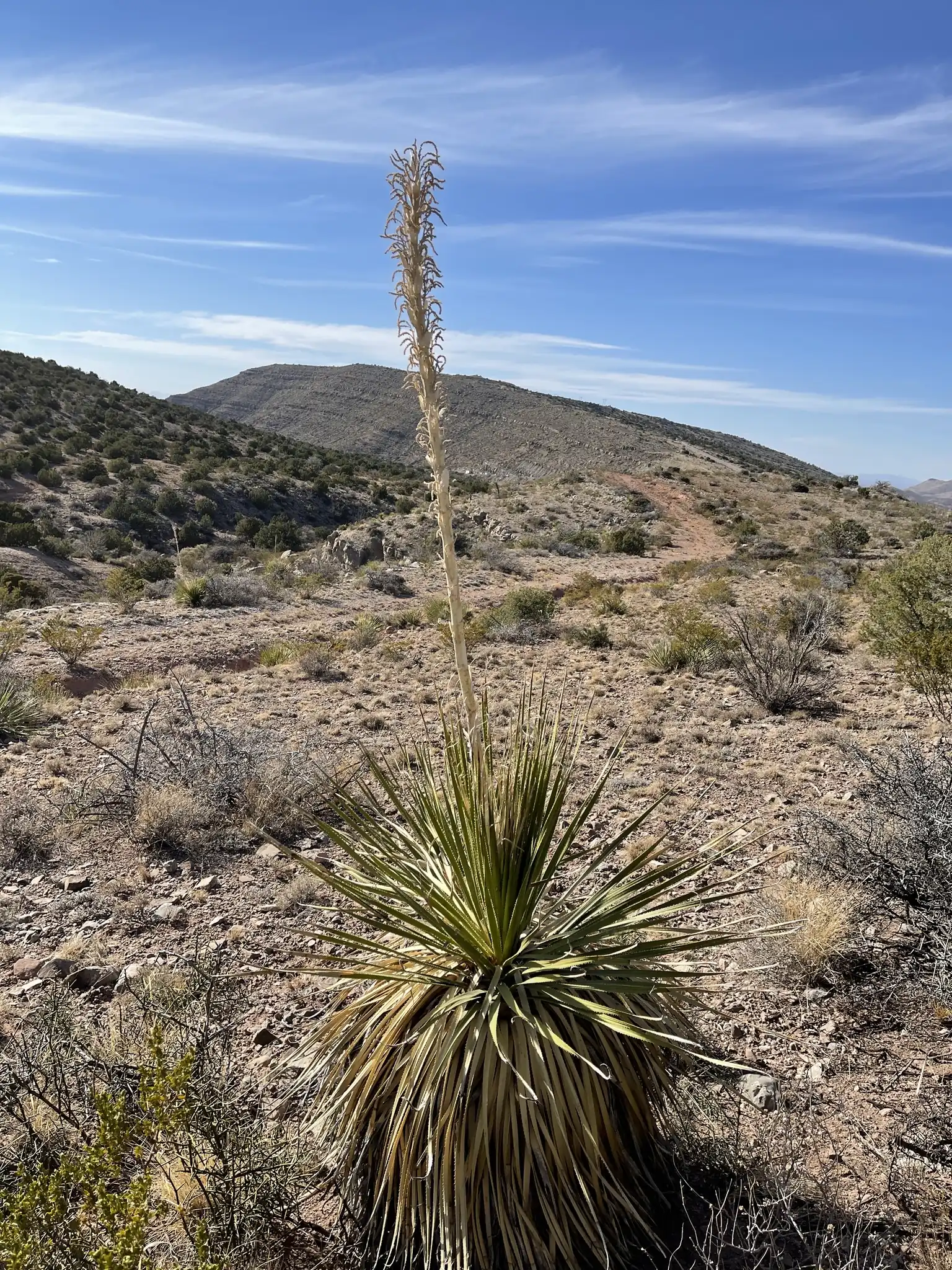 Desert Spoon