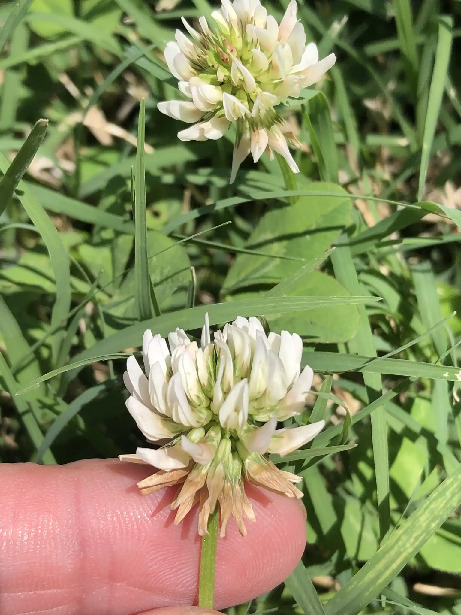White Clover