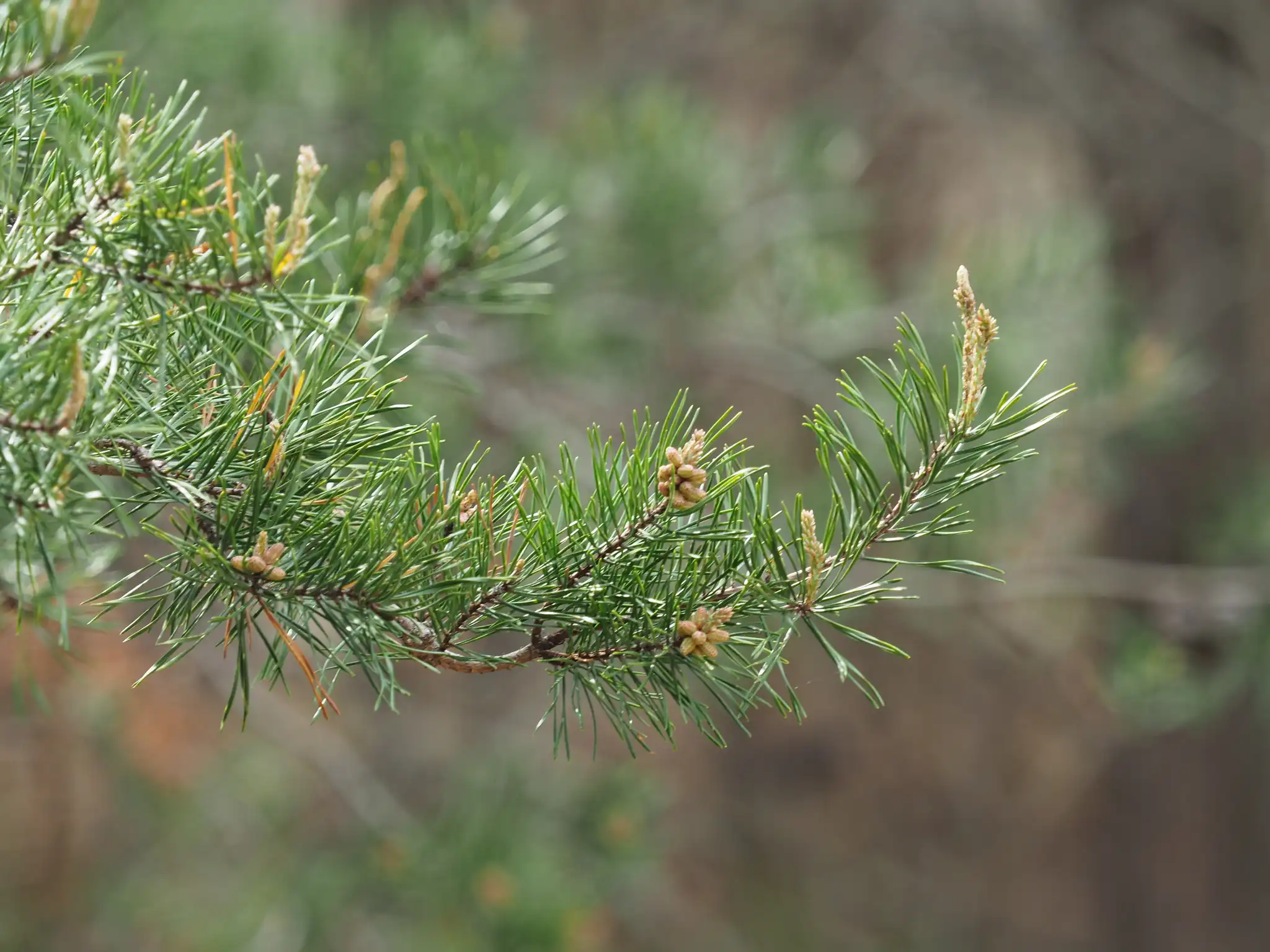 Virginia Pine