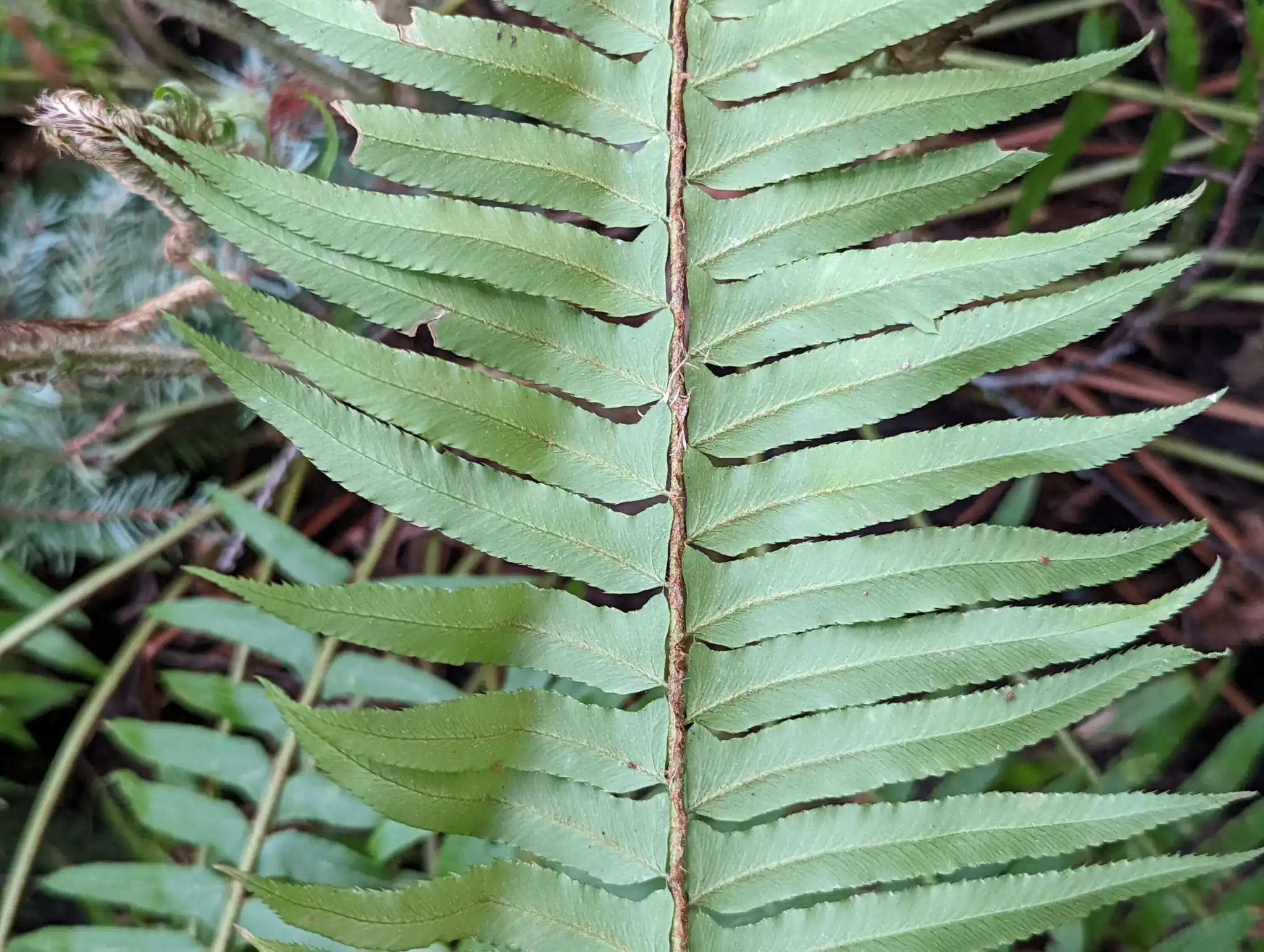 Western Sword Fern