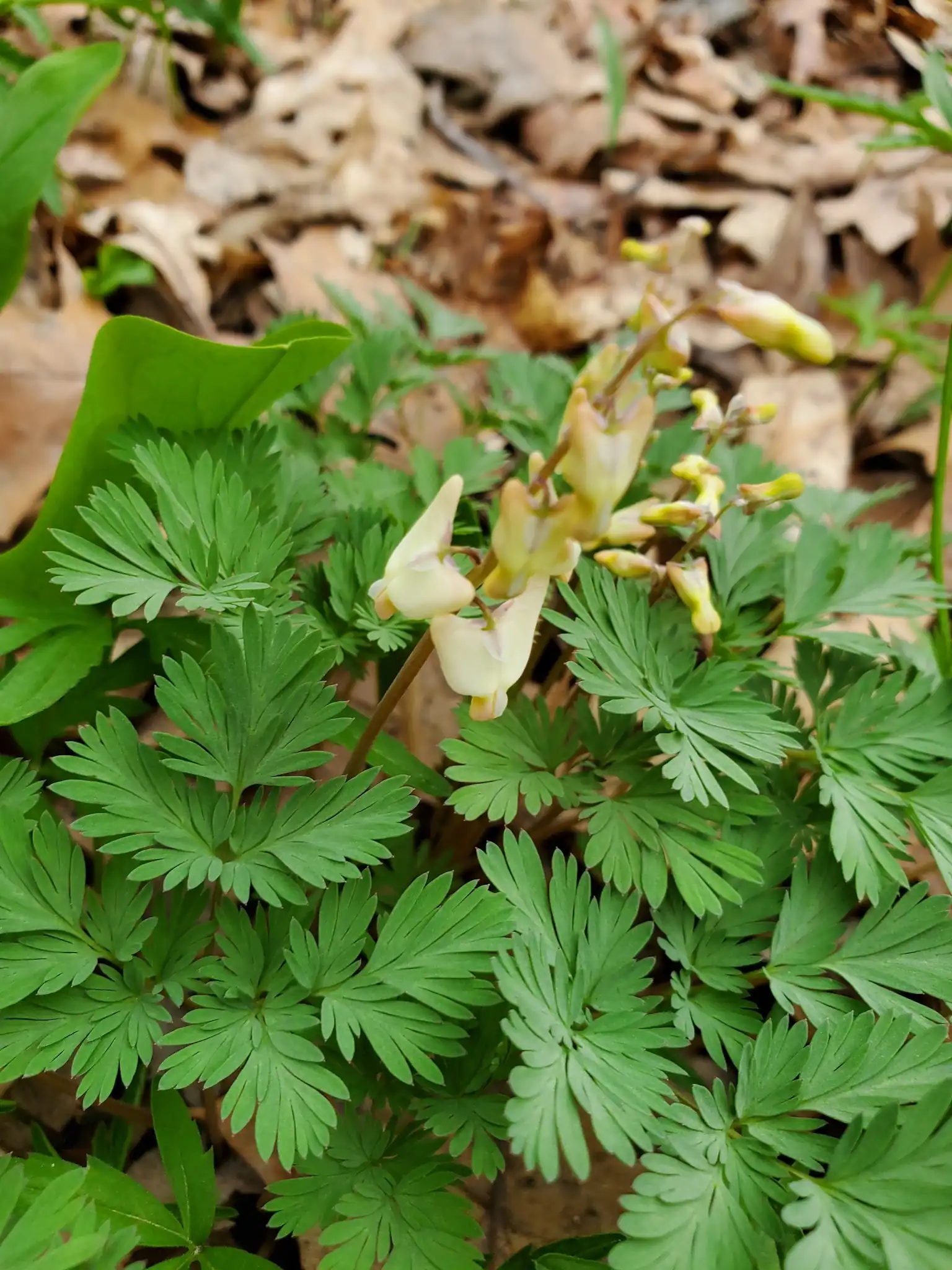 Dutchman's Breeches