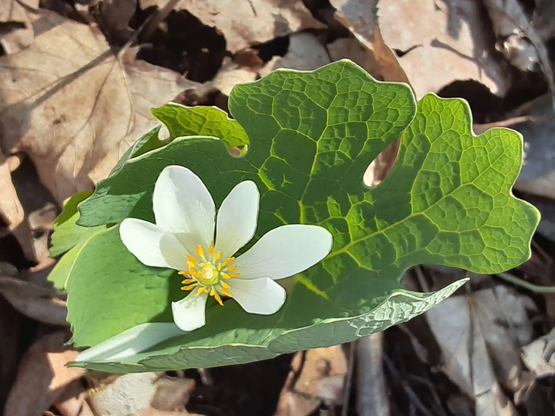 Bloodroot