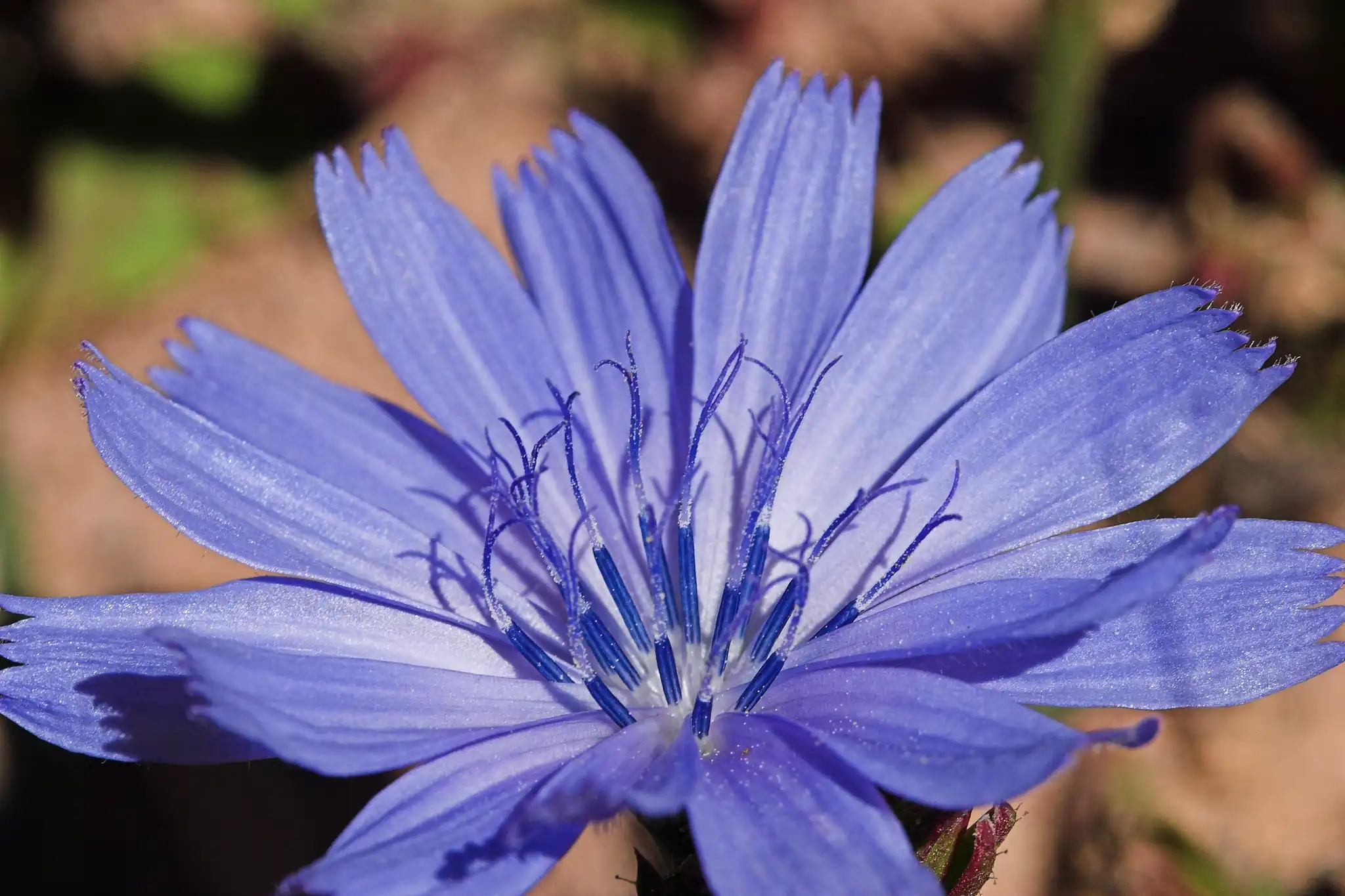 Chicory