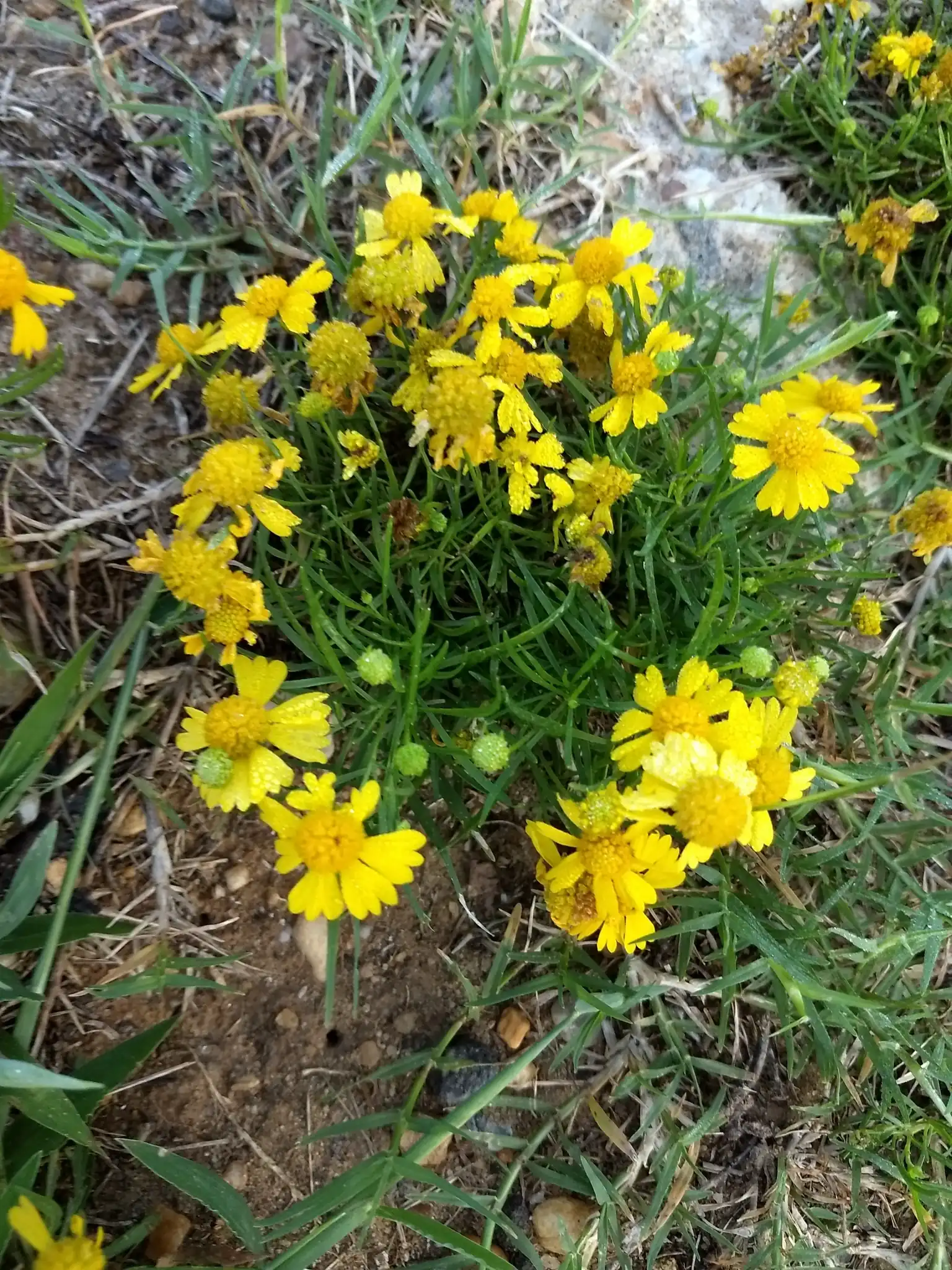 Bitter Sneezeweed