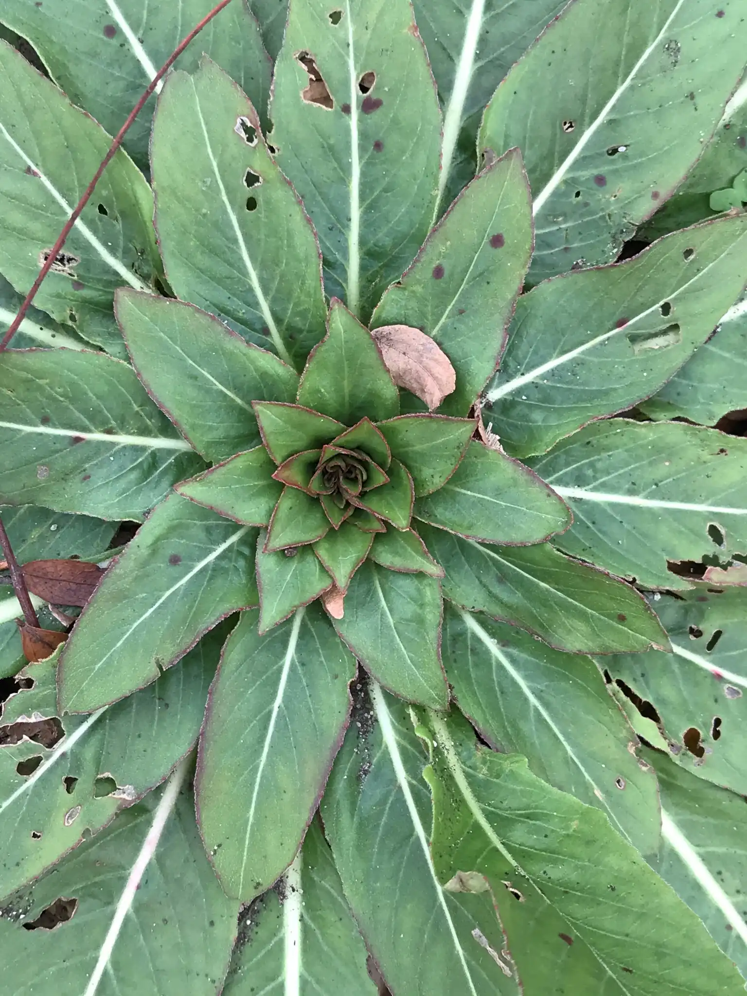 Evening Primrose