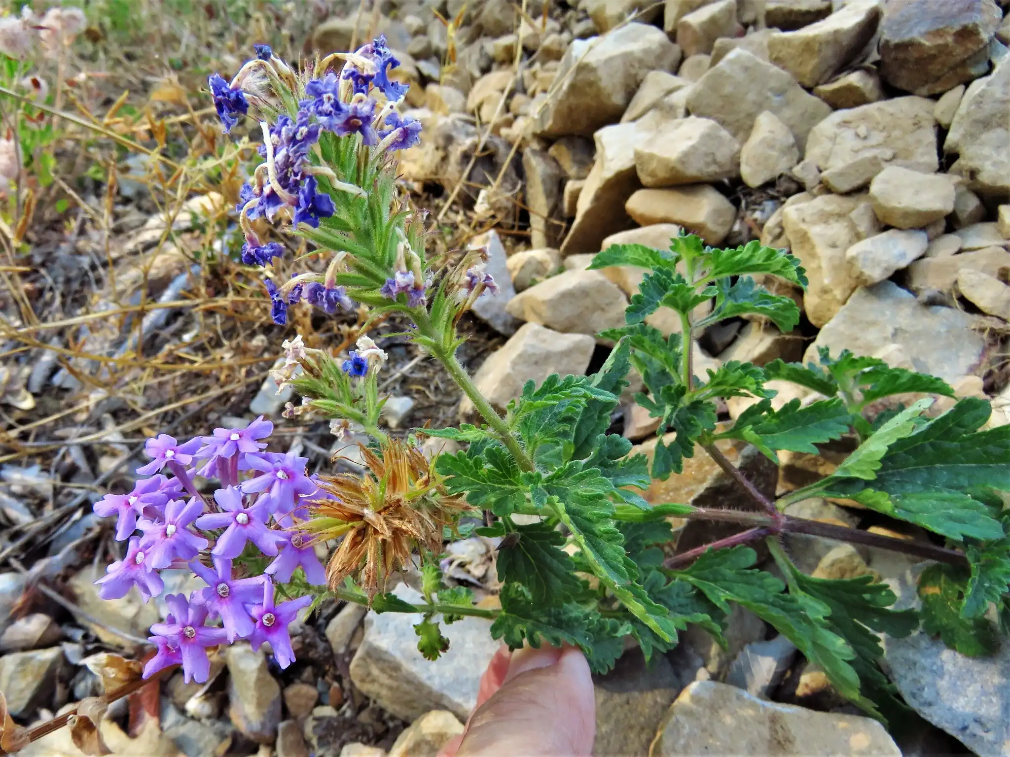 Verbena