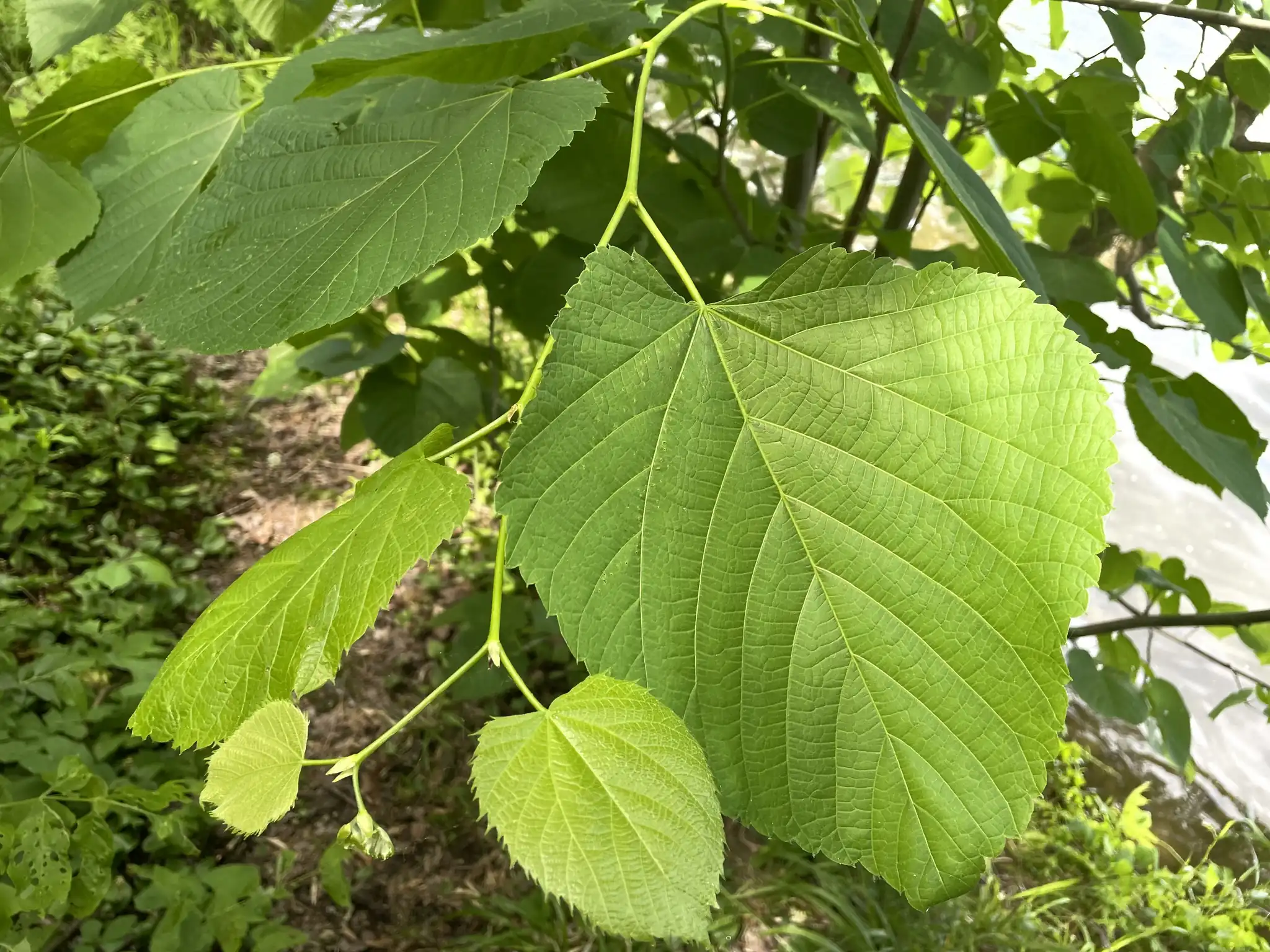 American Linden