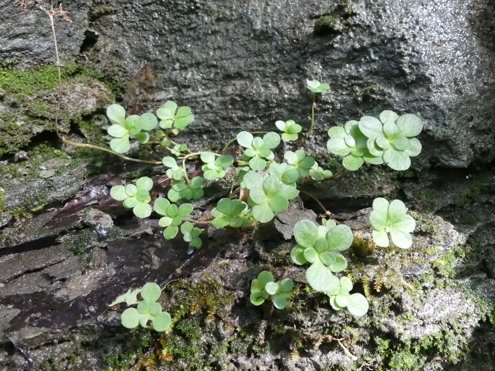 Whorled Stonecrop