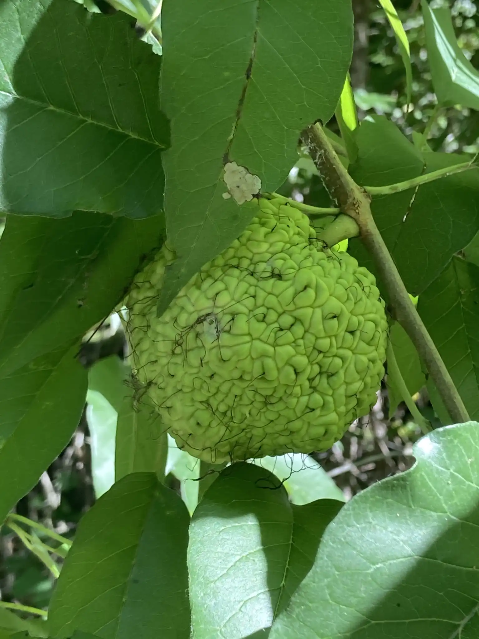 Osage Orange