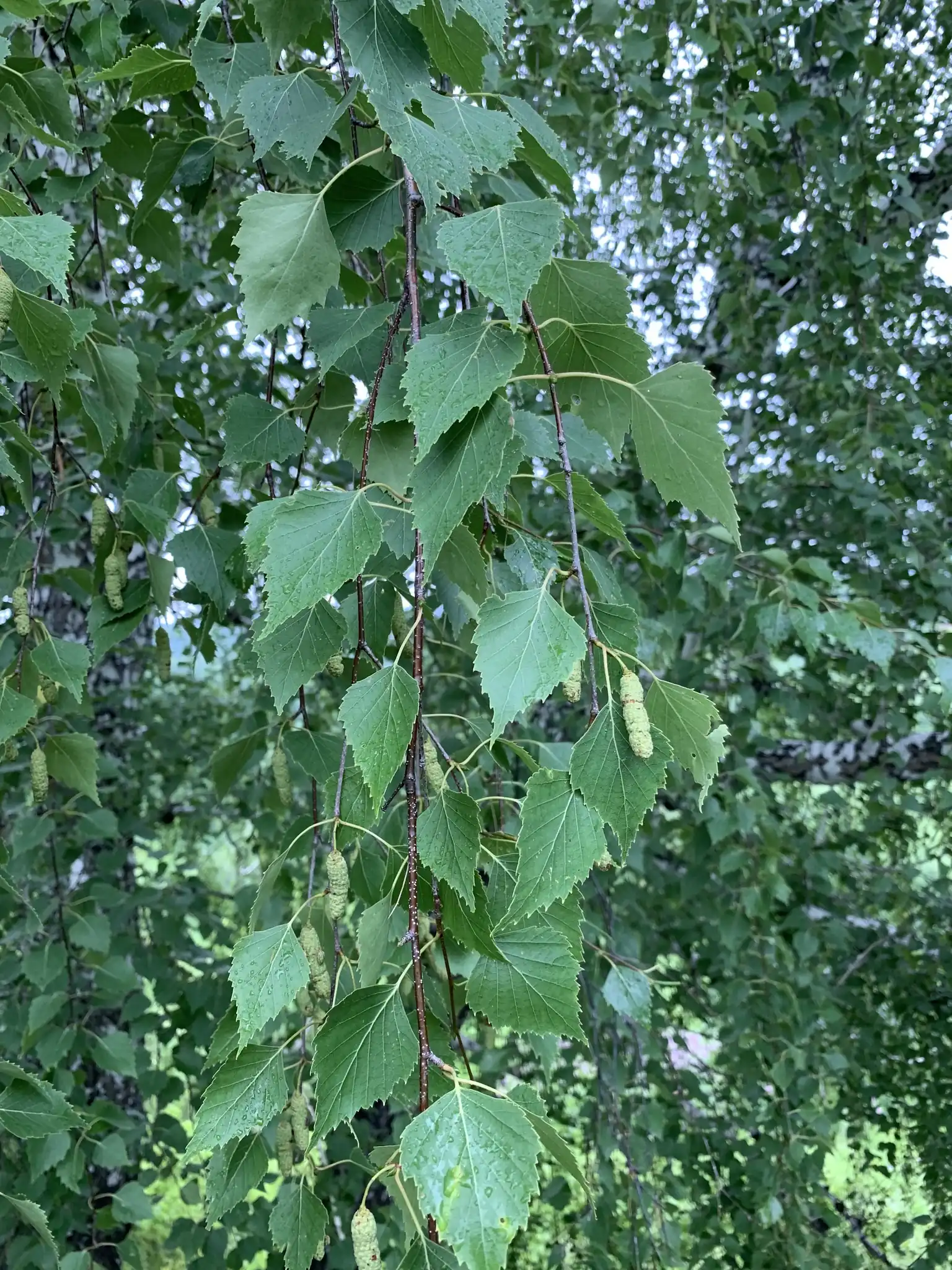 Silver Birch