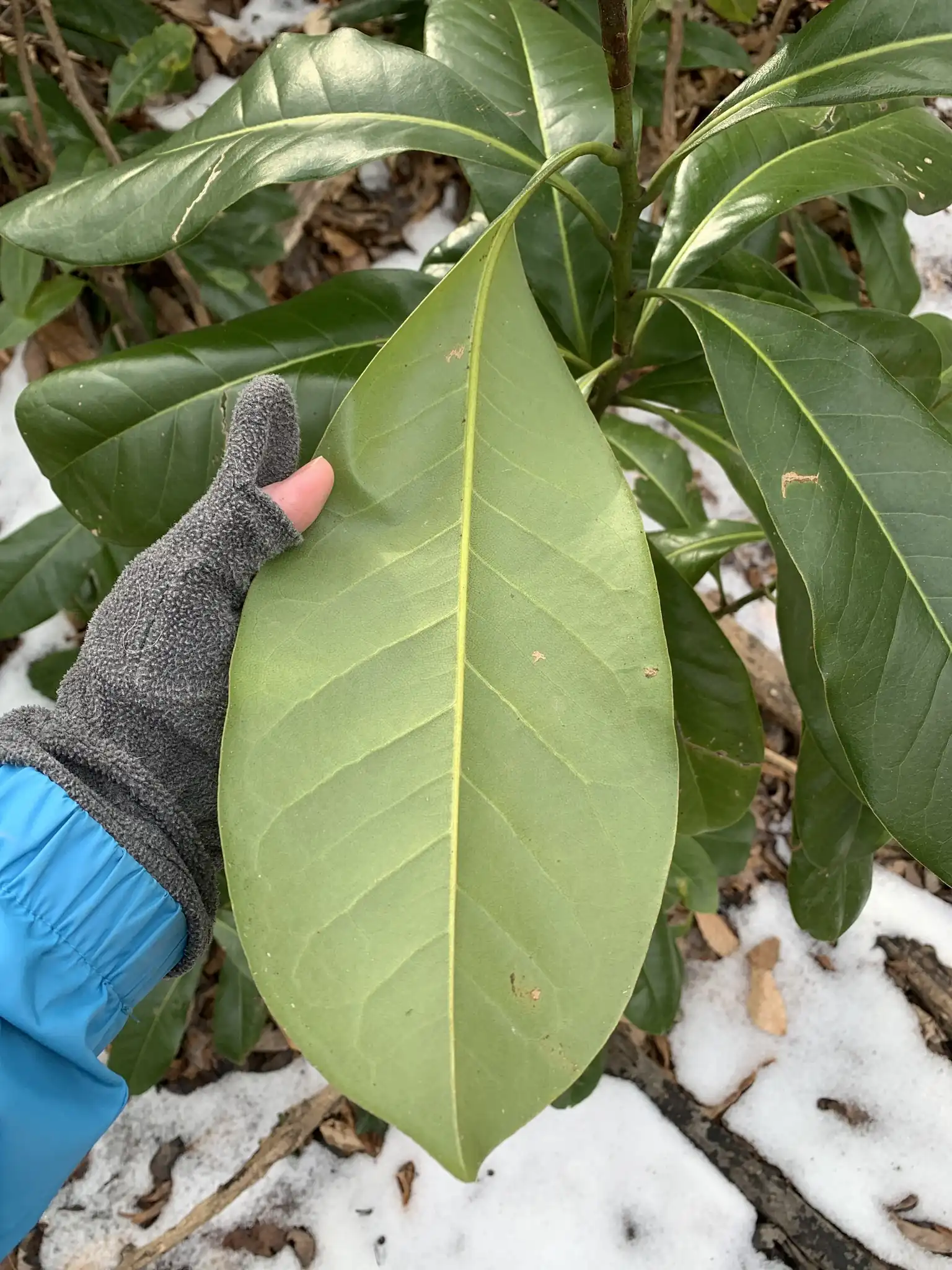 Southern Magnolia