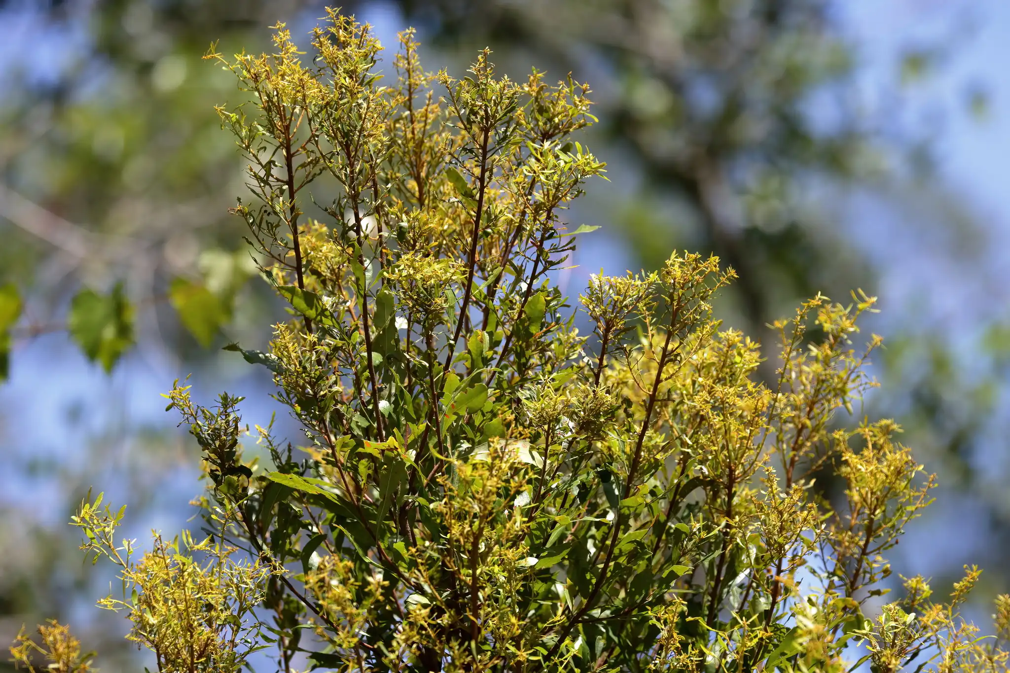 Wax Myrtle