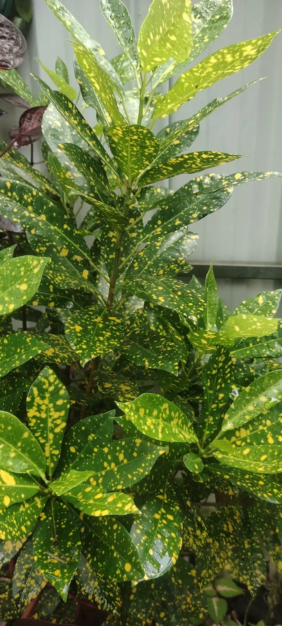 Croton