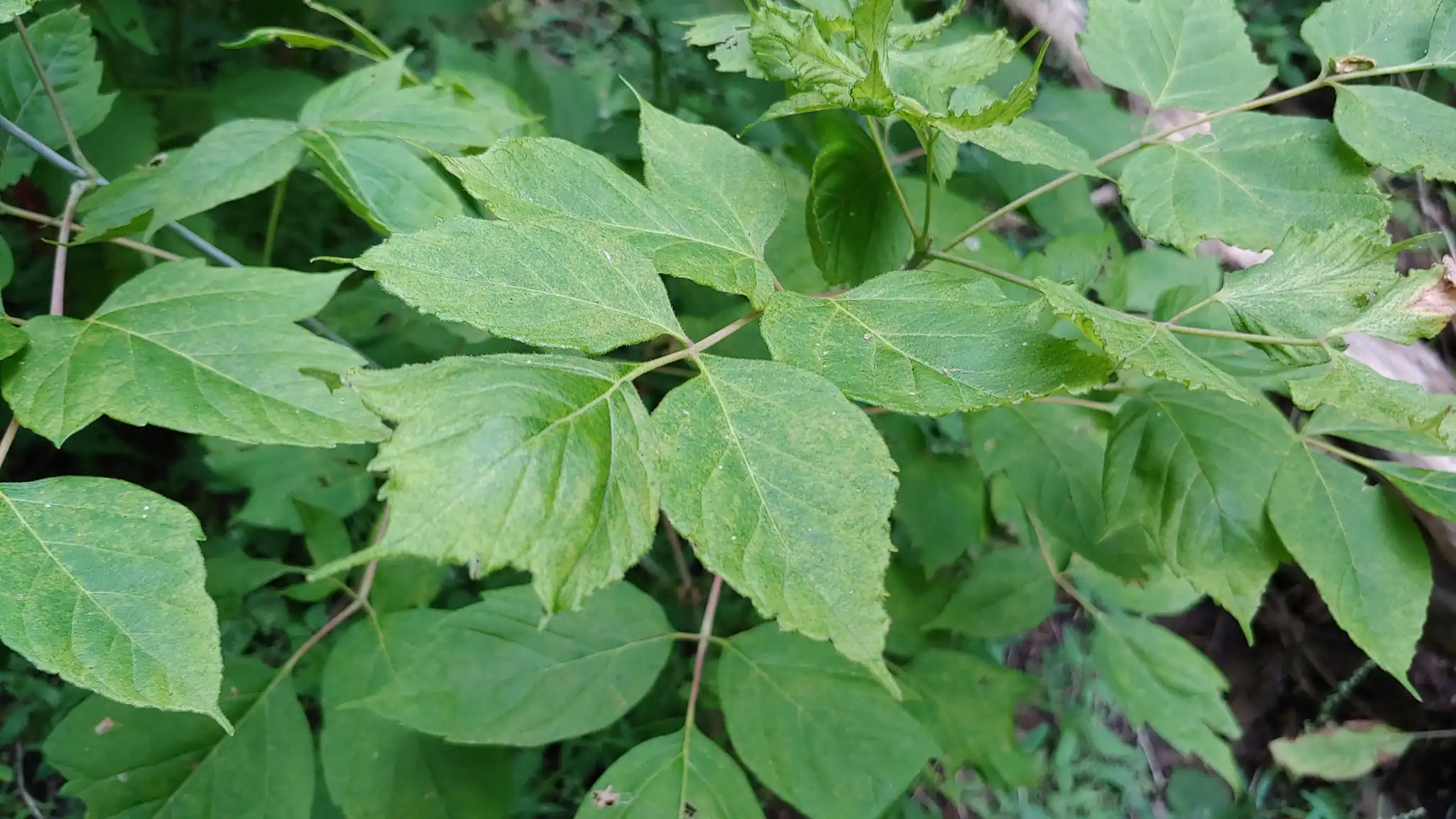 Boxelder
