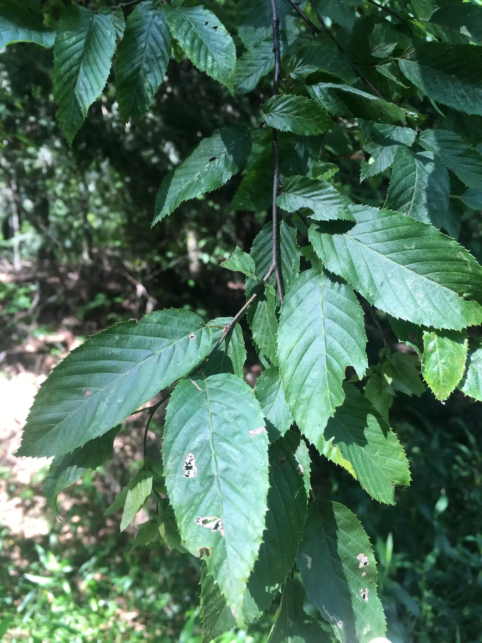 American Hornbeam