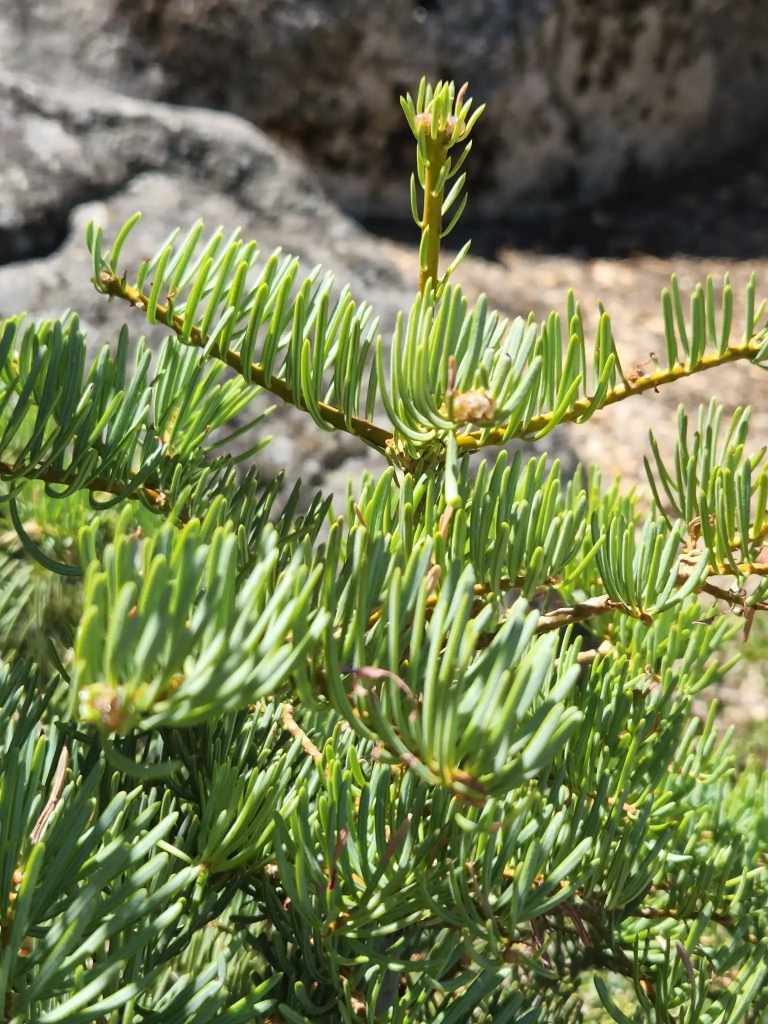 White Fir