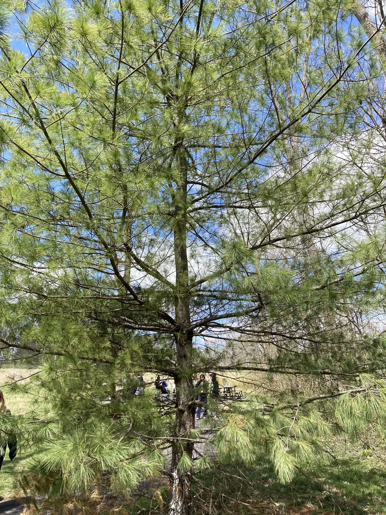 Eastern White Pine