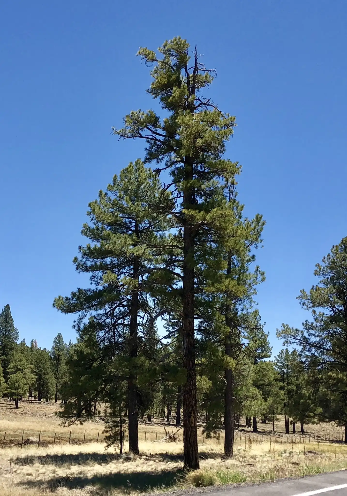 Ponderosa Pine
