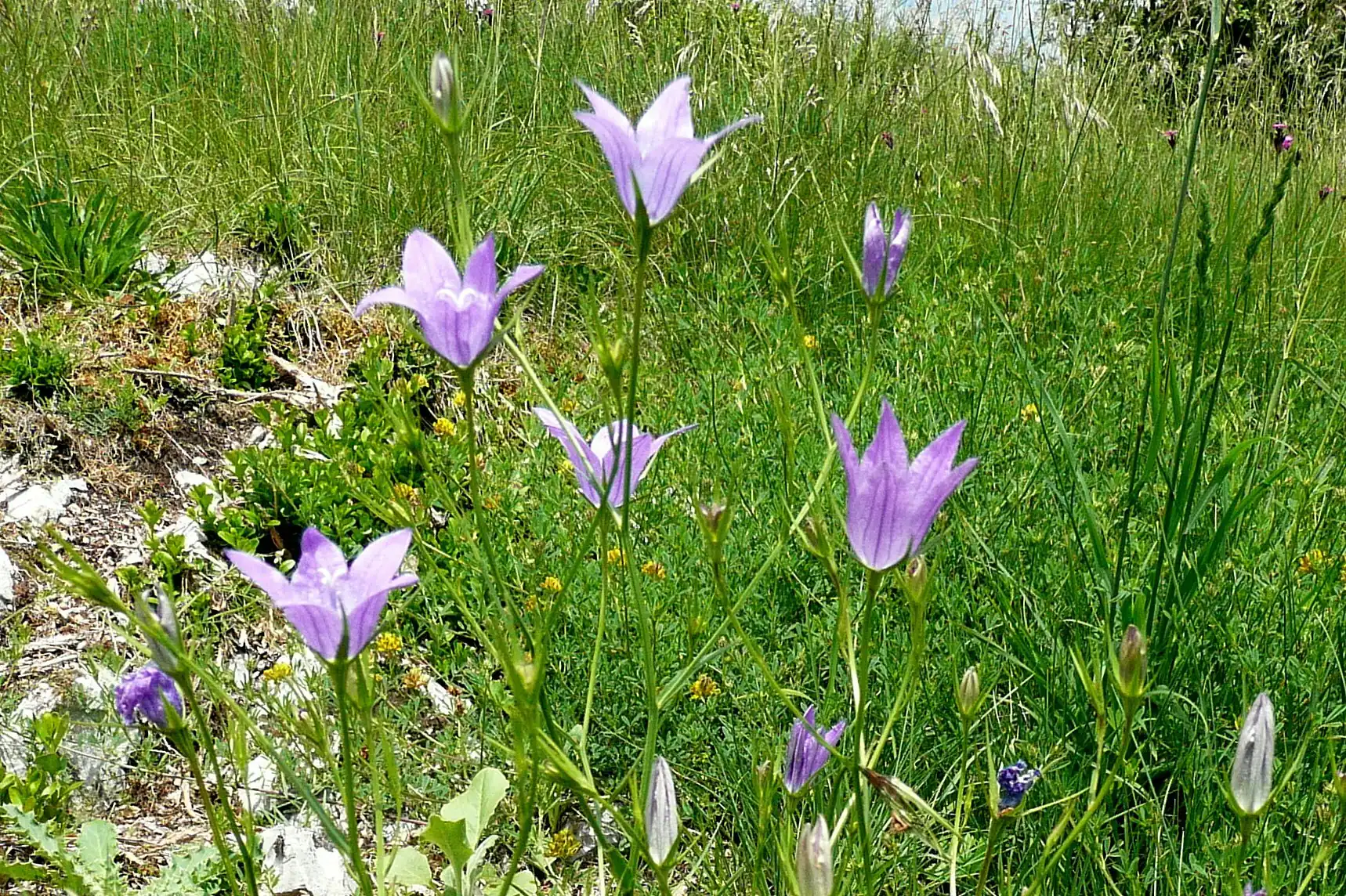 Bellflower
