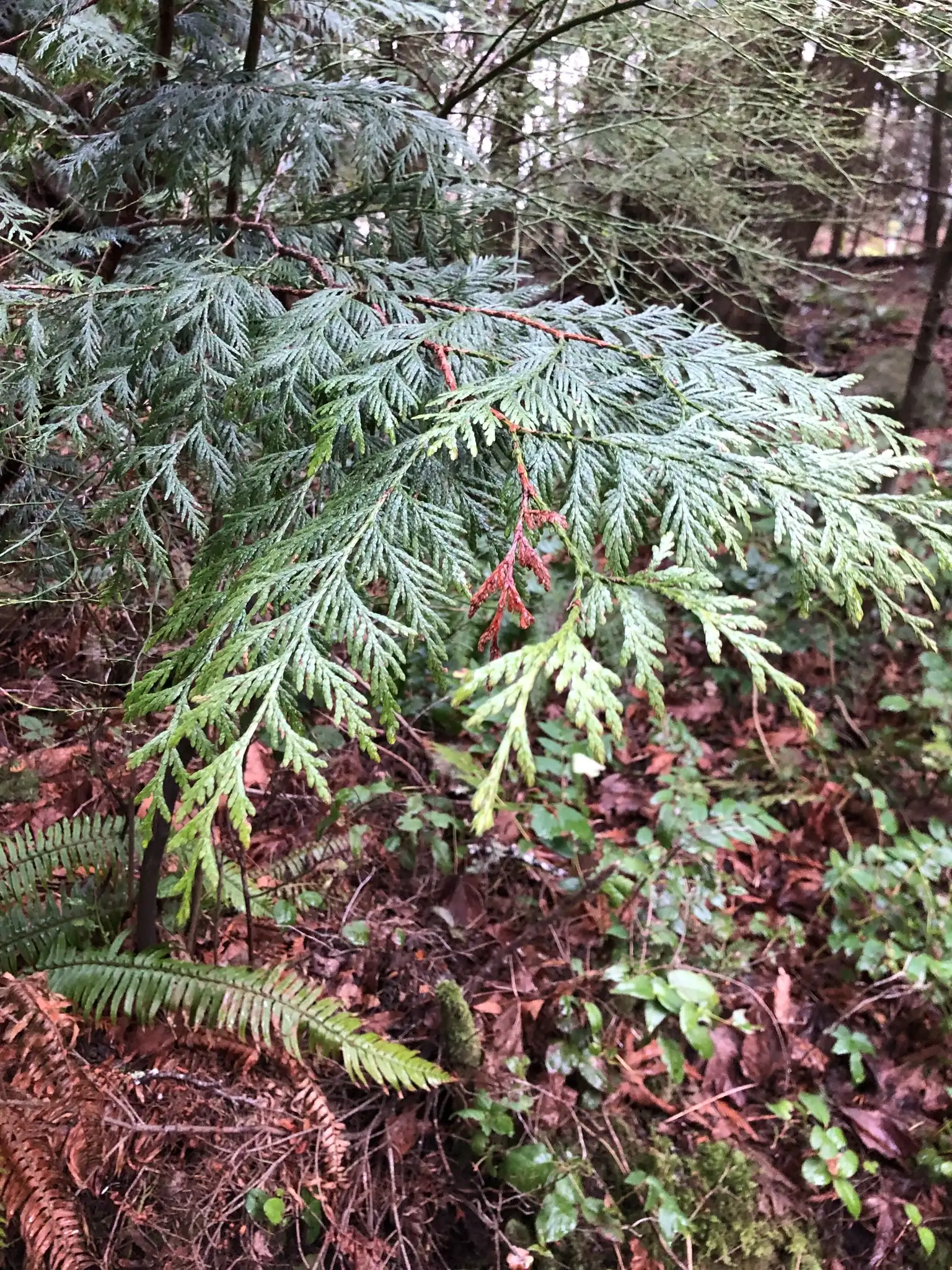 Western Red Cedar