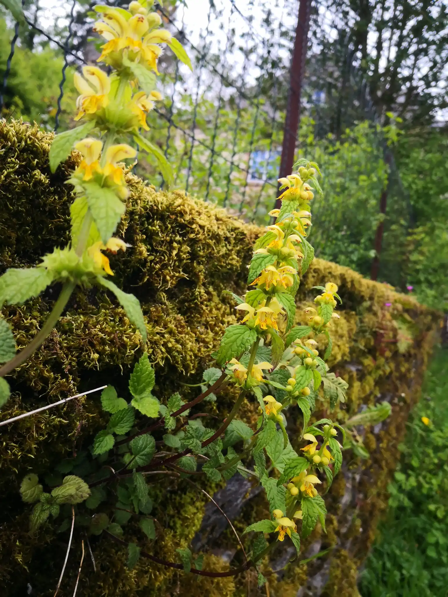 Yellow Archangel