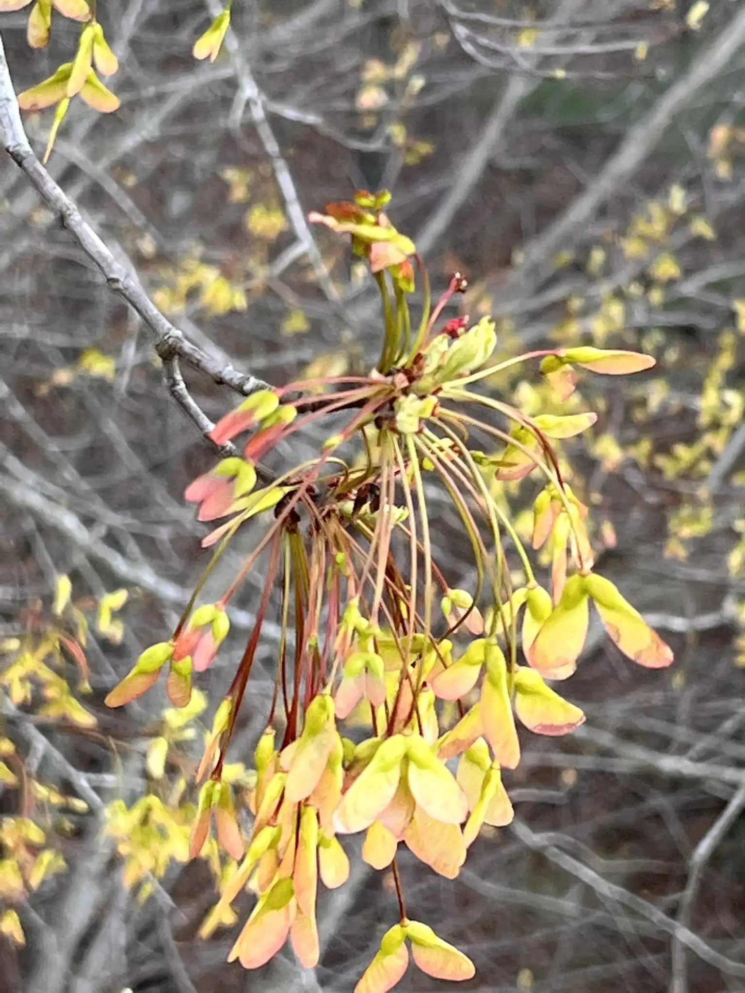 Red Maple