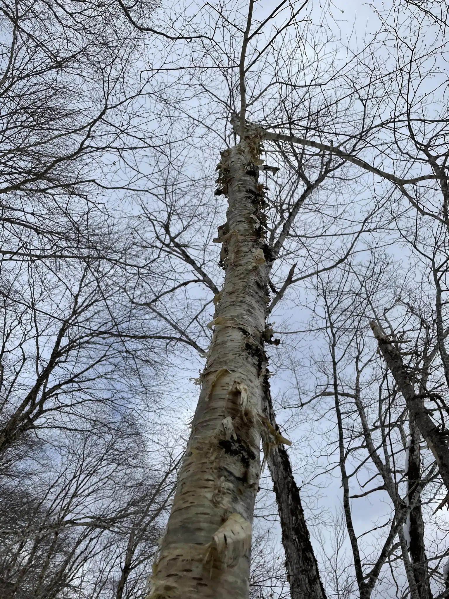 Yellow Birch