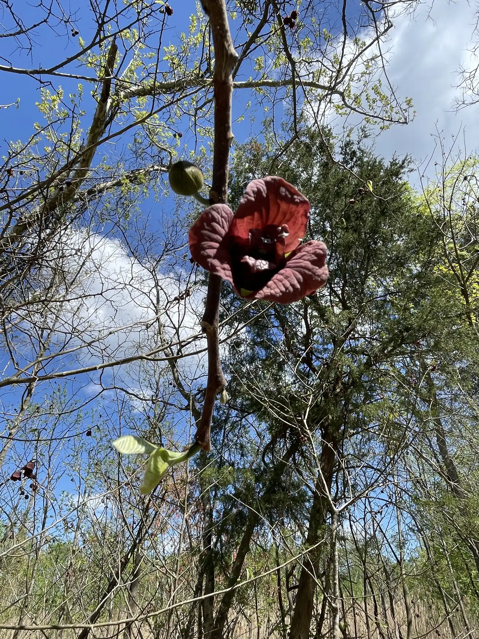 Pawpaw